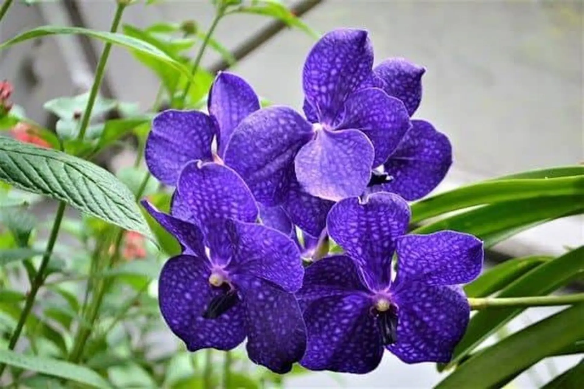 Lan Vanda: Hướng dẫn cách trồng và chăm sóc cây hiệu quả