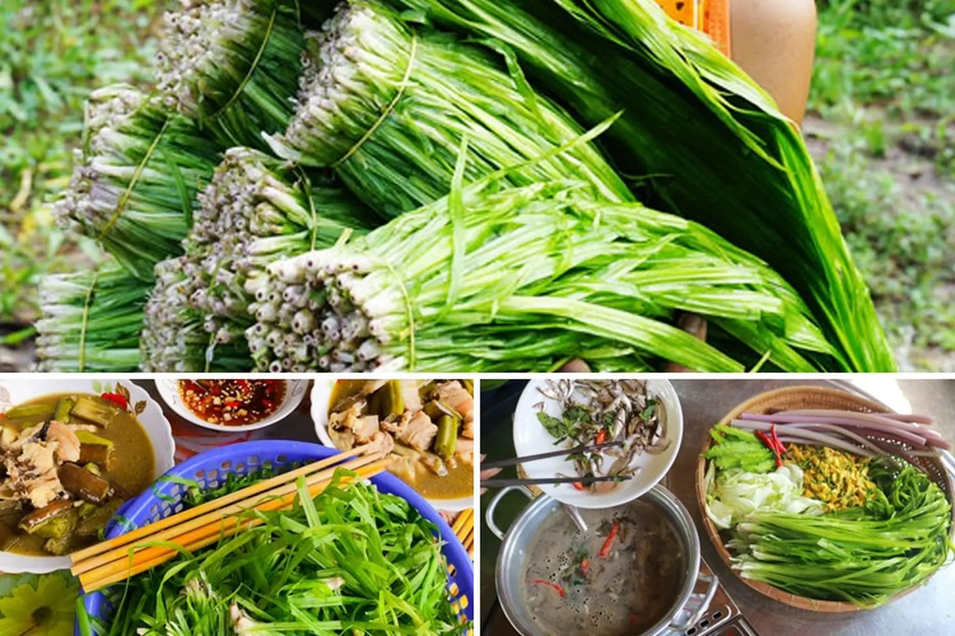 Hẹ nước là rau gì? Các món ăn kèm với rau hẹ nước mùa nước nổi