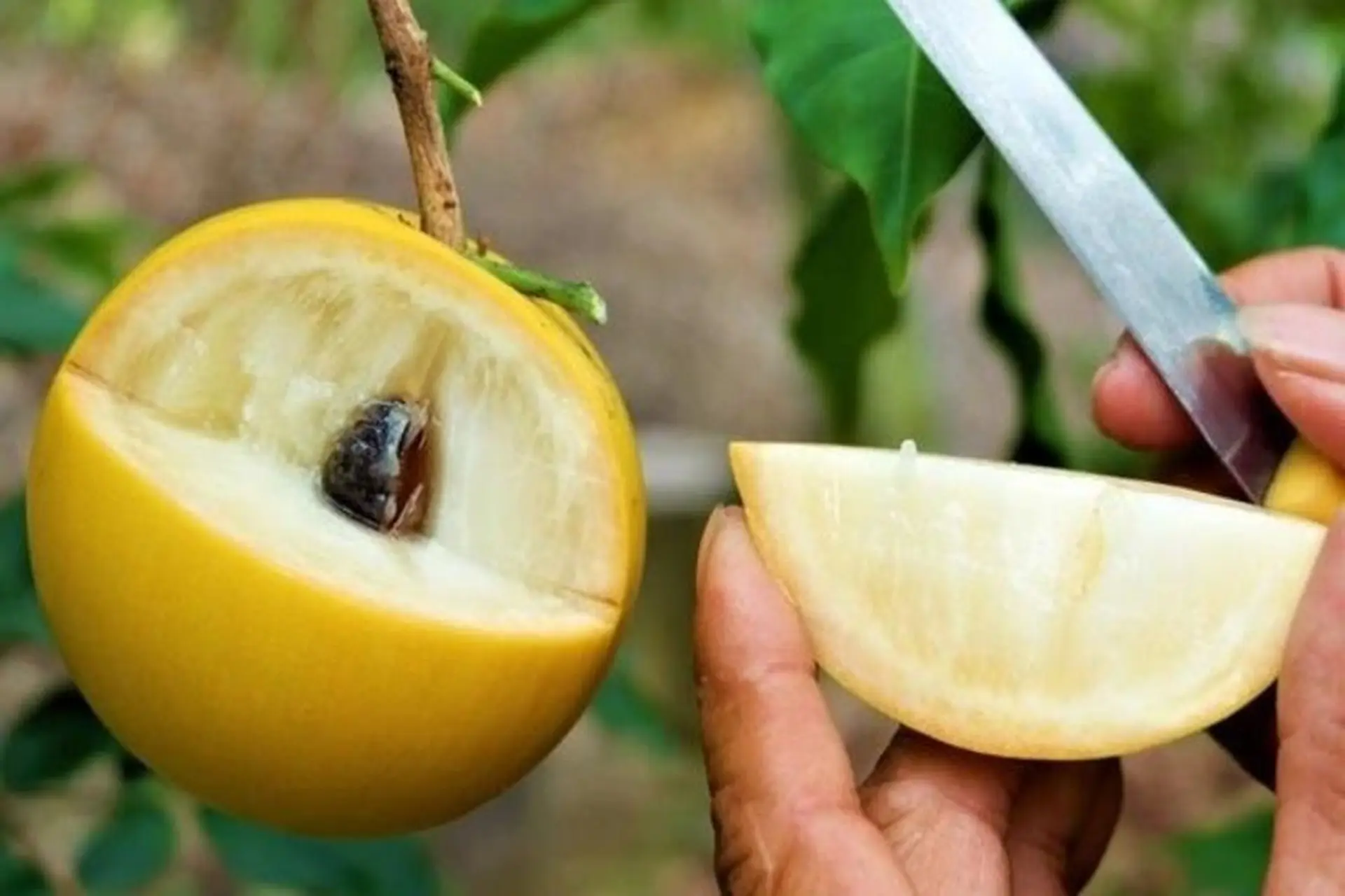 Cách ăn vú sữa hoàng kim như thế nào chuẩn nhất? Mẹo chọn mua vú sữa hoàng kim ngon ngọt