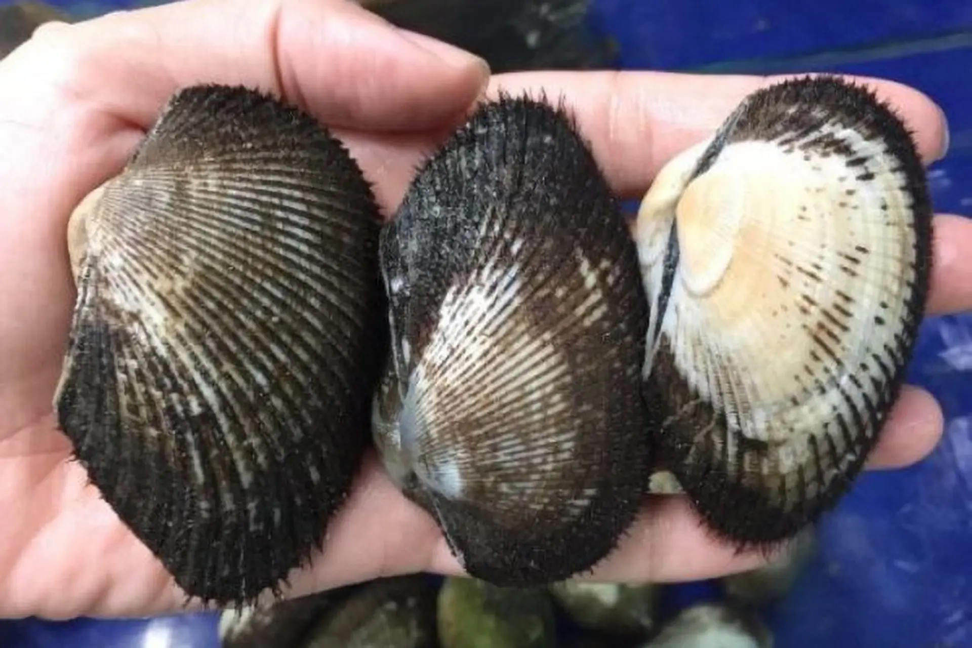 Mách bạn cách luộc sò lông đơn giản, nhanh chóng mà cho ra thành phẩm cực kỳ hấp dẫn và điều cần chú ý khi mua sò lông 