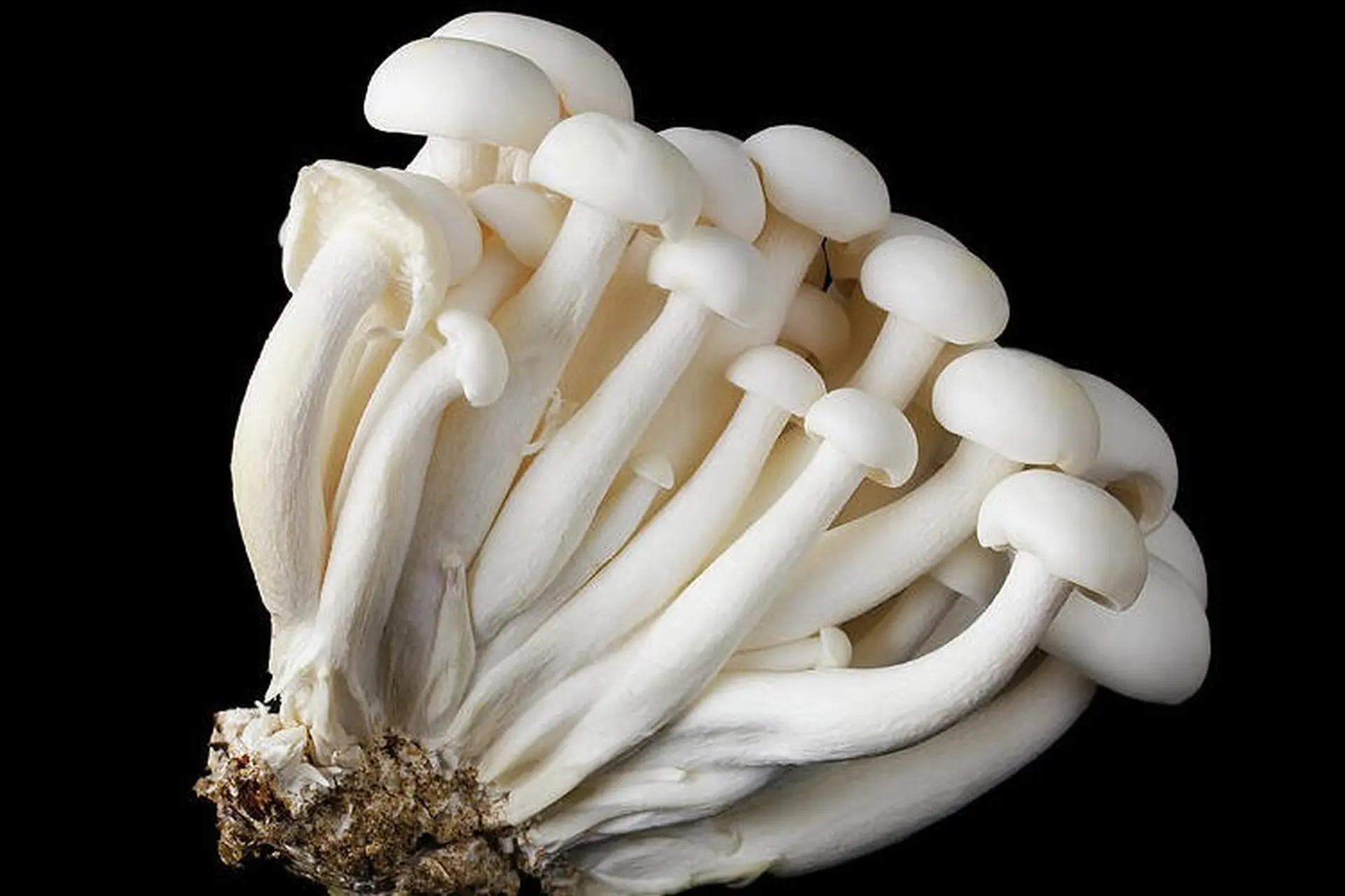 Nấm hải sản - Nấm bạch tuyết là gì? Tìm hiểu giá trị dinh dưỡng dồi dào và các công thức nấu ăn ngon