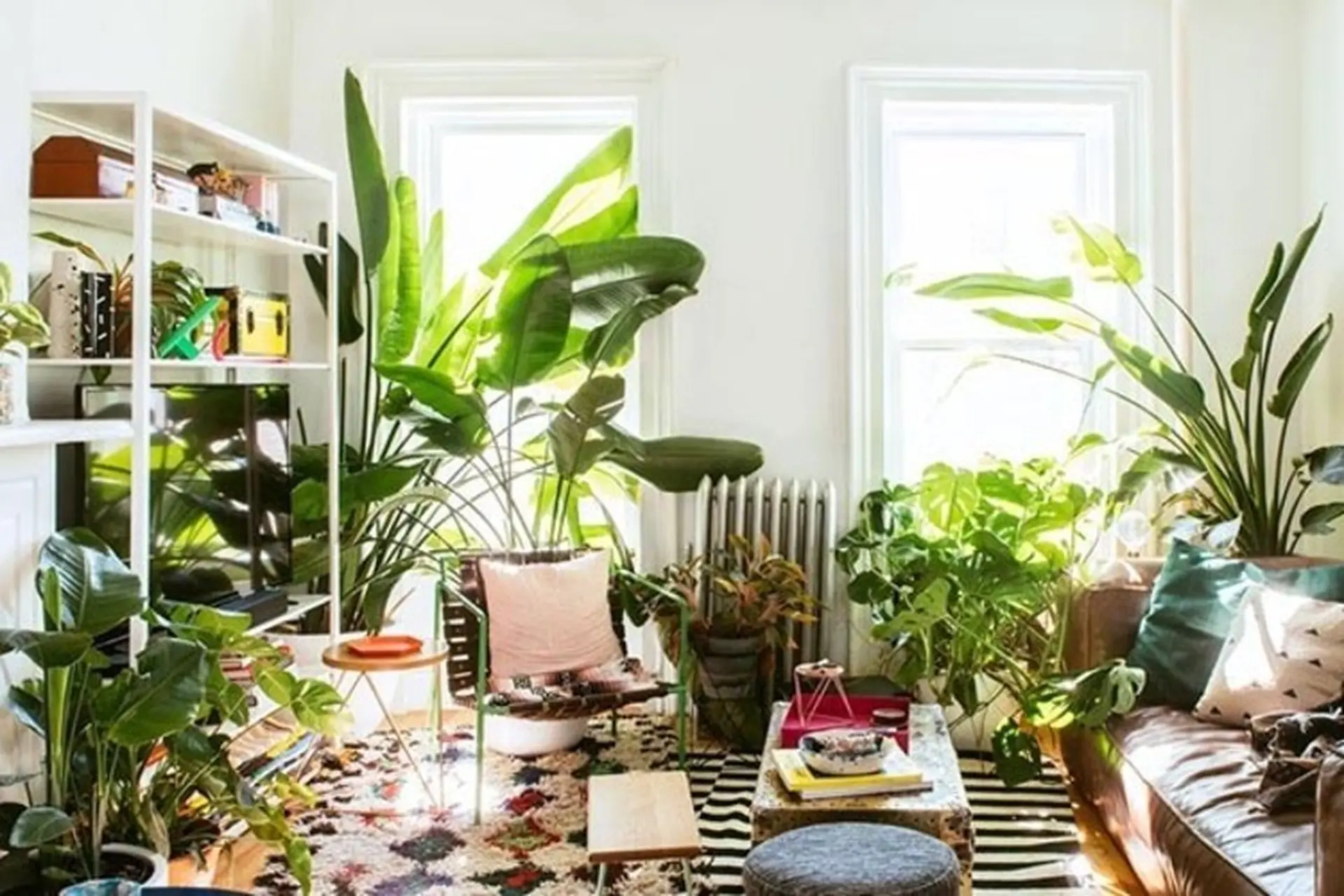 Tổng hợp 20+ cây lọc không khí nên trồng trong nhà để thanh lọc độc tố, tốt cho hệ hô hấp