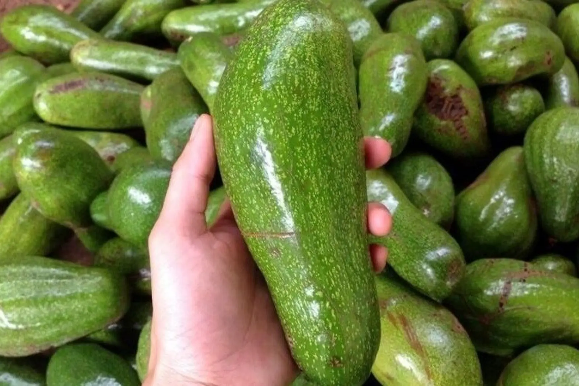 Tổng hợp 10 loại bơ sáp dẻo ngon, giá trị dinh dưỡng cao