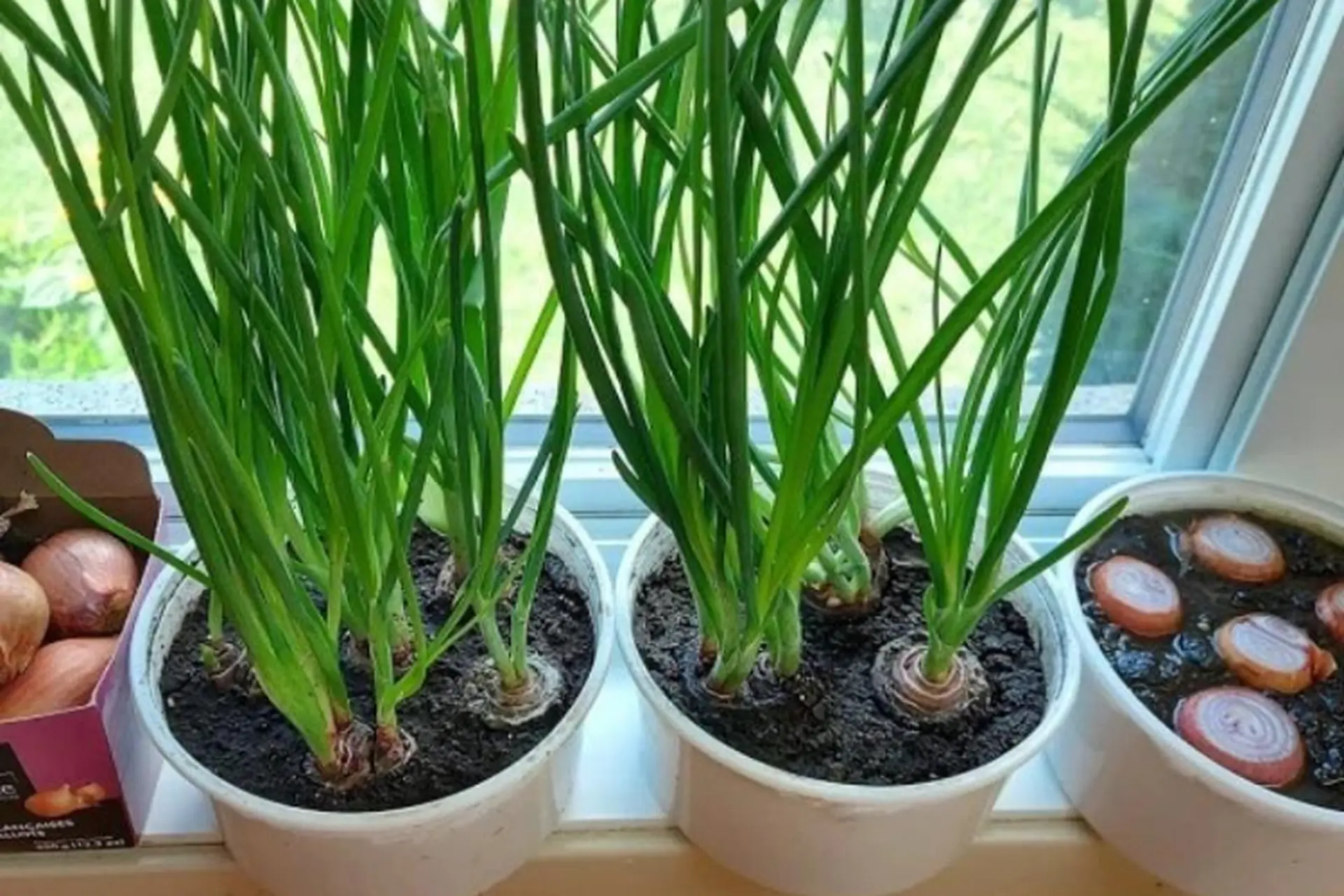 Mách bạn 3 cách trồng hành lá với dụng cụ đơn giản, ai cũng có thể tự trồng tại nhà 