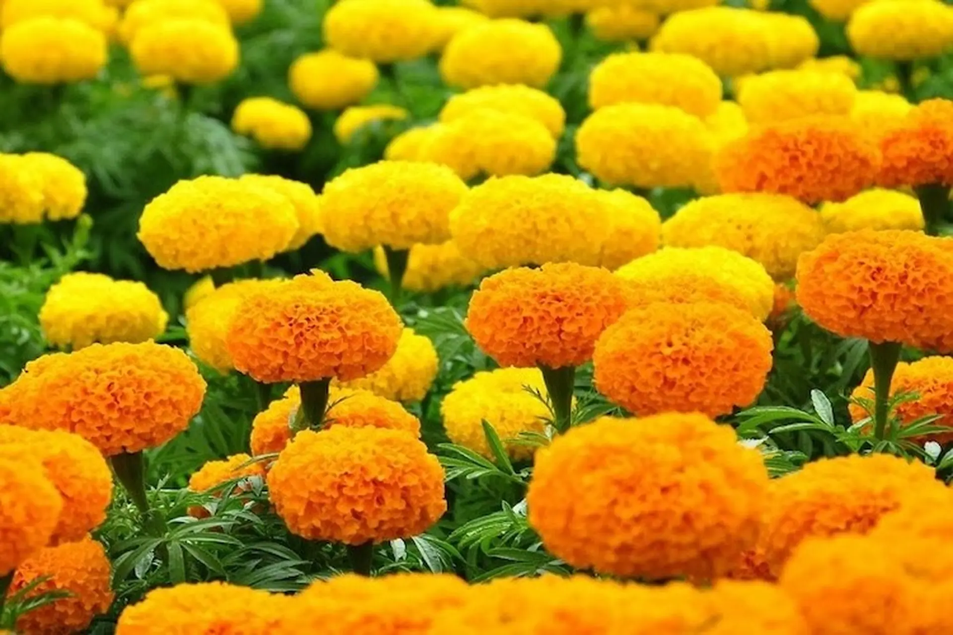 Tết không nên chưng hoa gì? TOP 6 loài hoa cần tránh khi trang trí nhà cửa vào dịp đầu năm