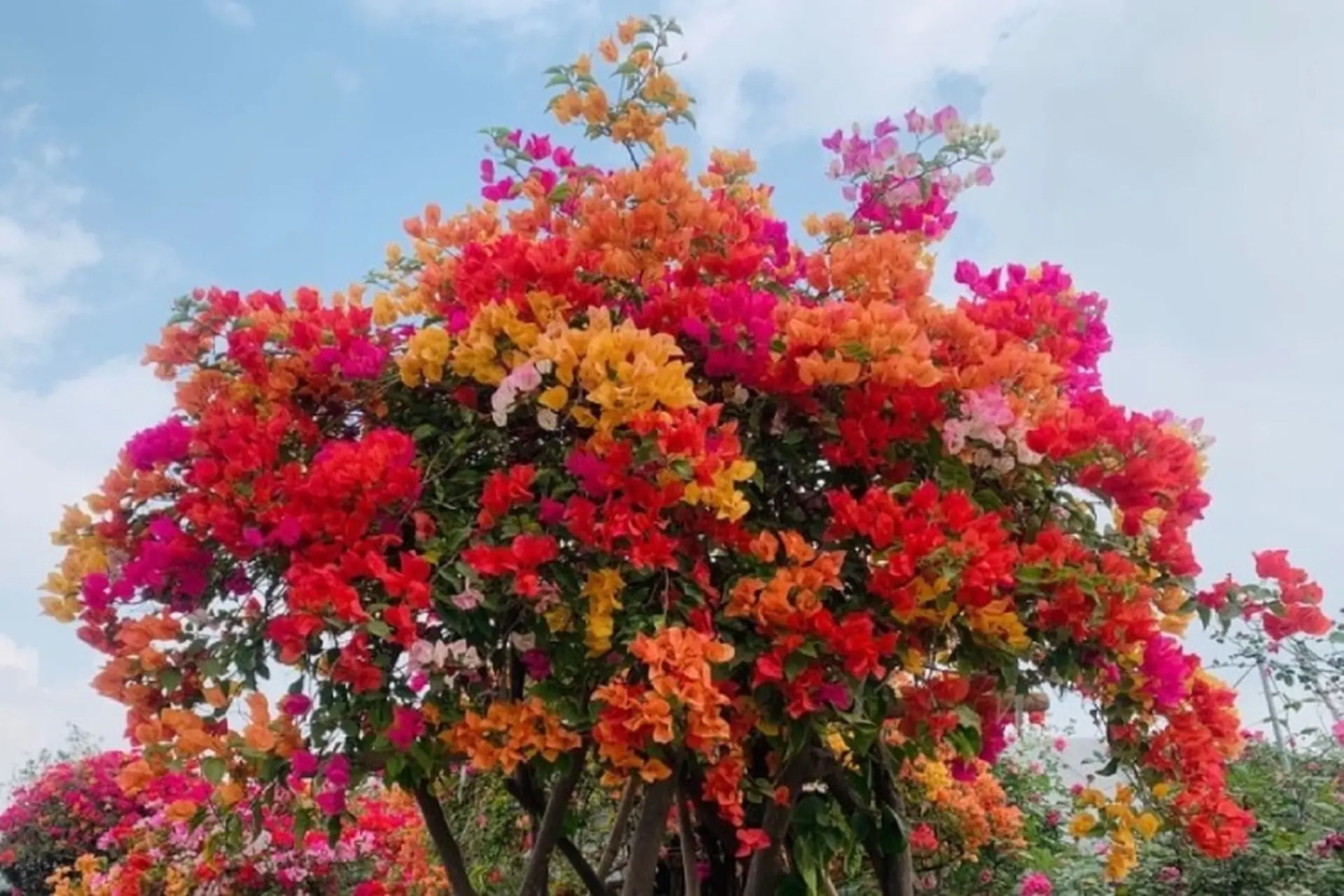 Hoa giấy ngũ sắc là gì? Hướng dẫn cách trồng và chăm sóc hoa giấy ngũ sắc hiệu quả nhất