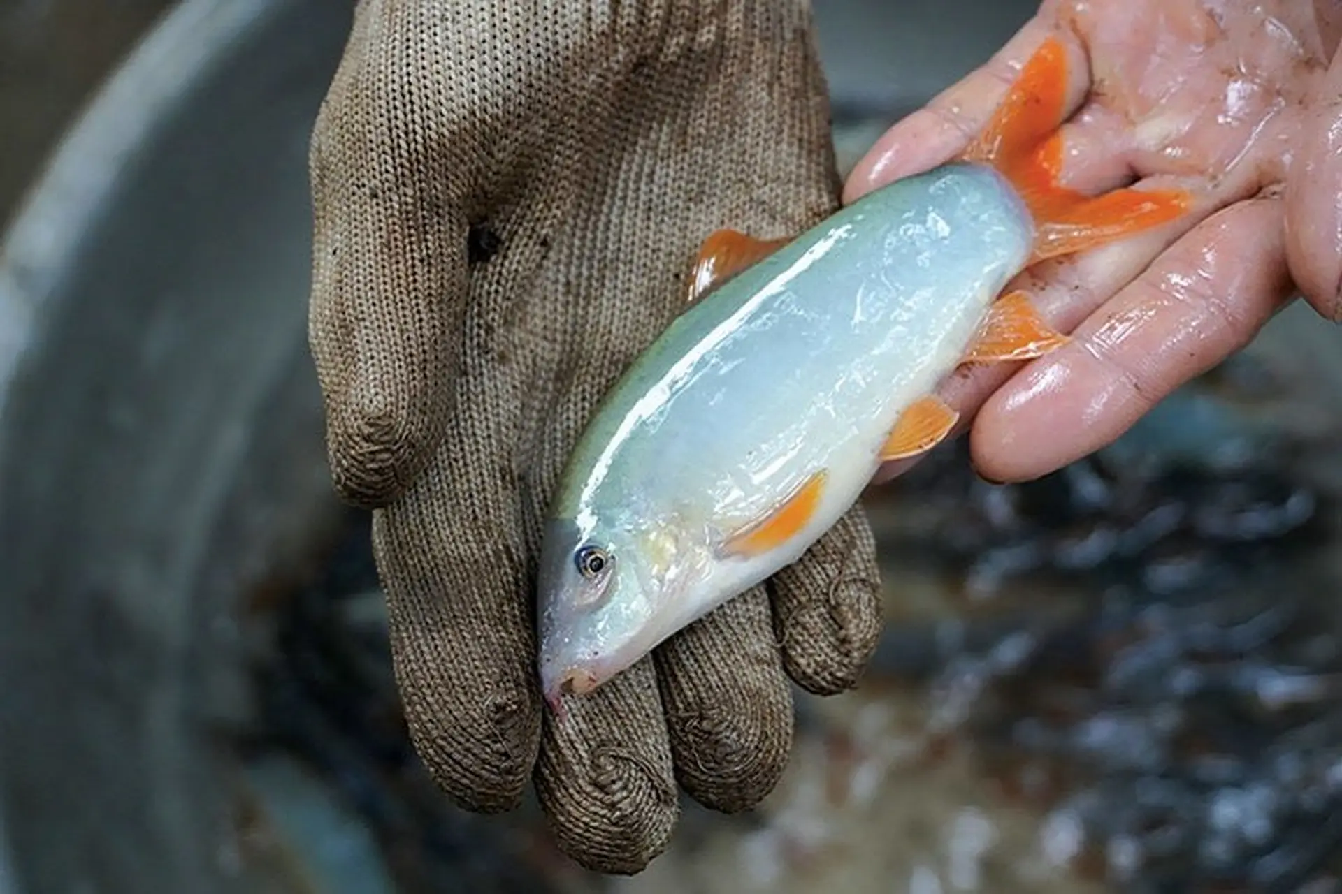 Cá heo nước ngọt là gì và có nguồn gốc từ đâu? Các món ăn hấp dẫn từ cá heo nước ngọt