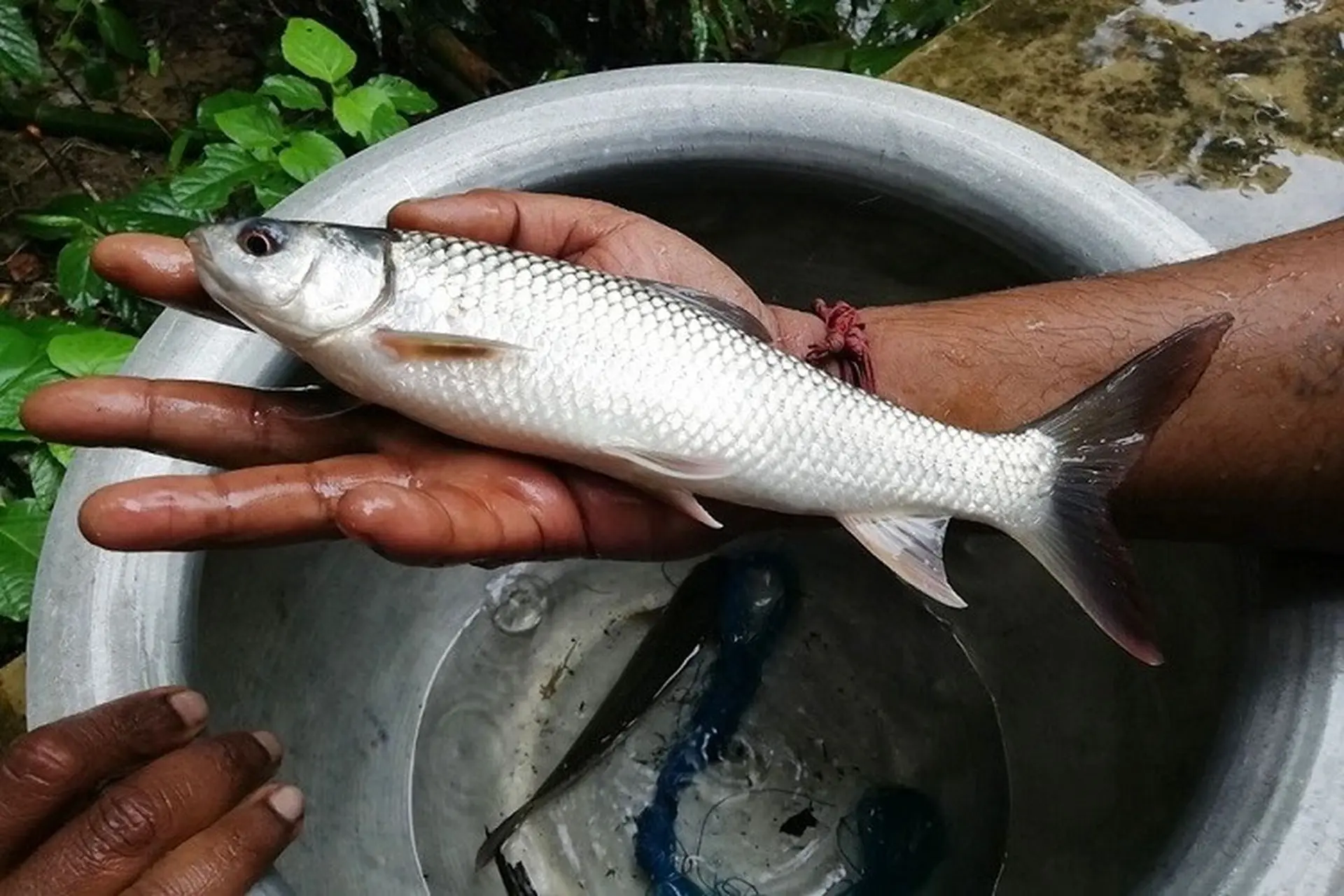 Cá trôi là gì? Hướng dẫn bạn cách chọn cá trôi tươi, nơi mua và giá bán của cá