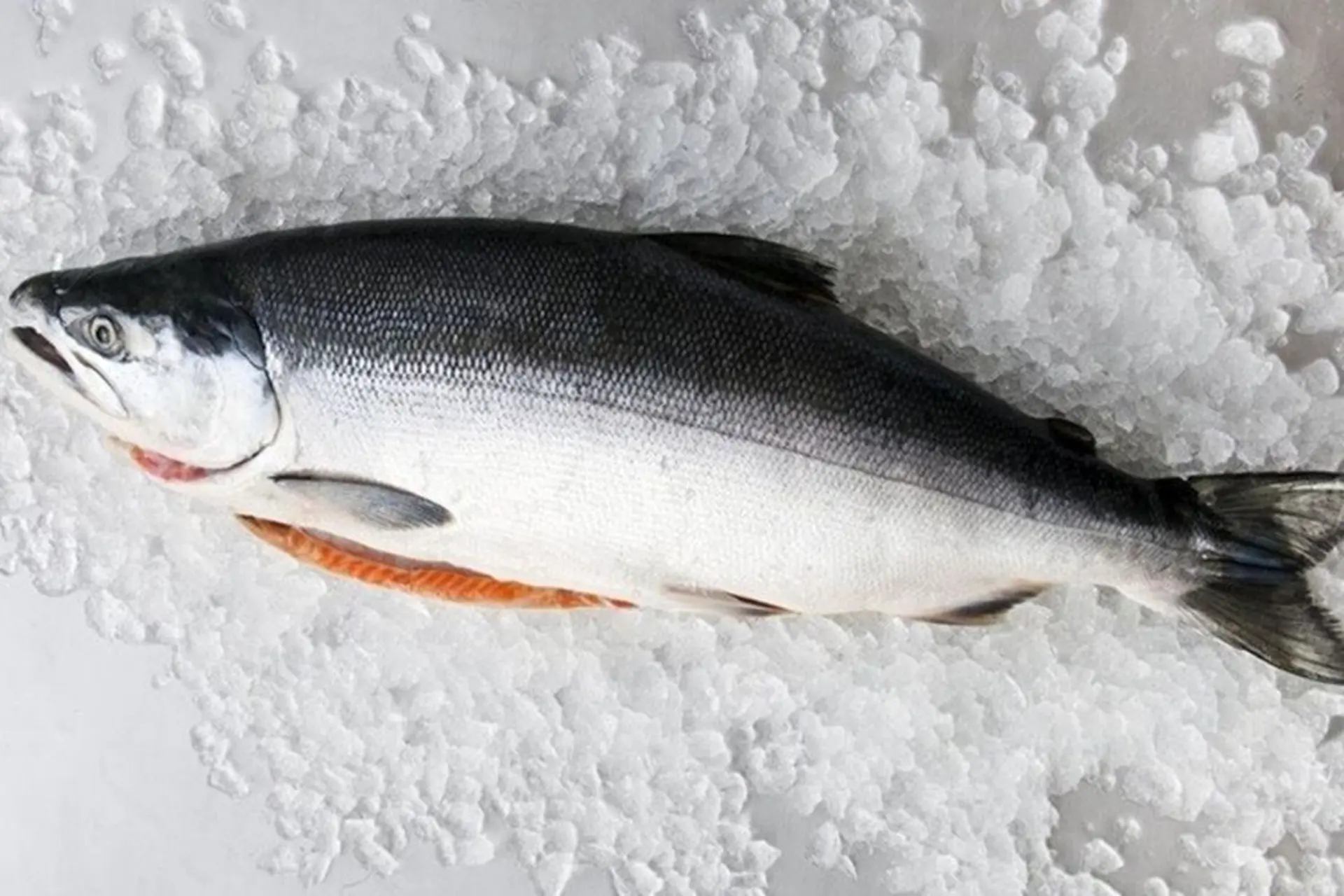 Cá hồi là cá gì, sống ở đâu, bao nhiêu tiền 1kg? Những món ăn ngon từ cá hồi