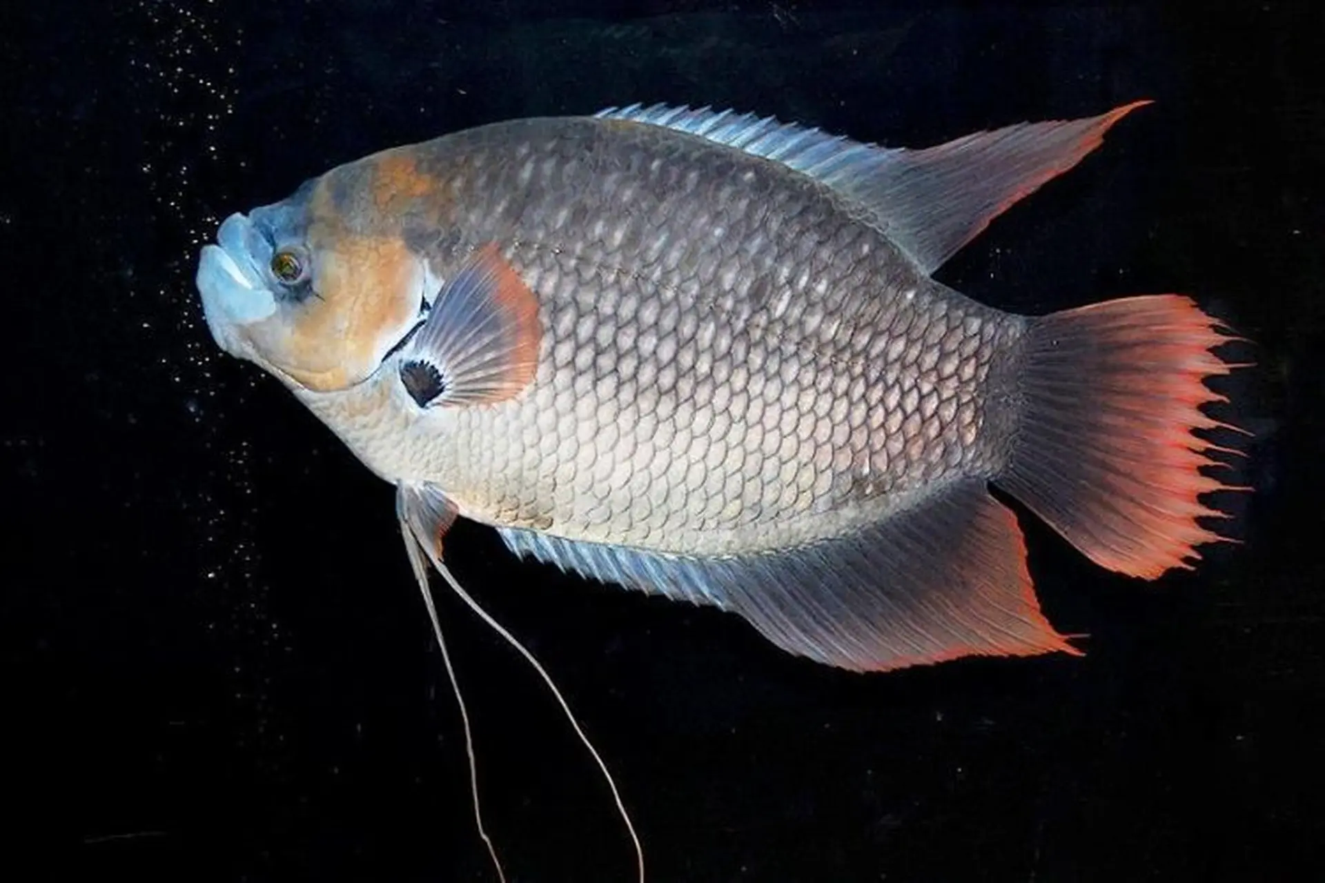 Cá tai tượng nấu được những món ngon nào? Khám phá sự đa dạng của nền ẩm thực