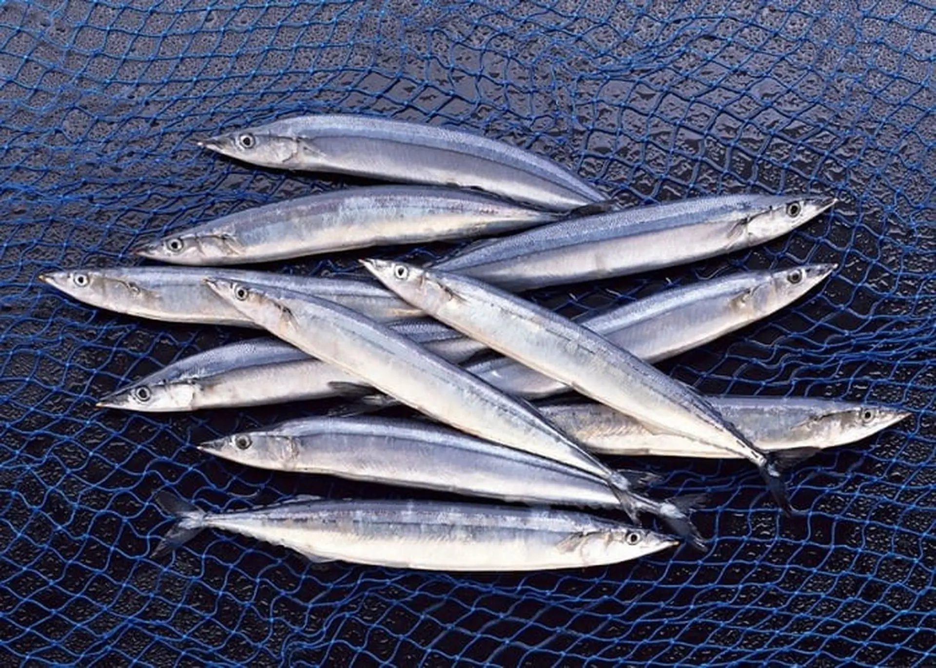 Cá Thu Đao Sanma Newinfood 