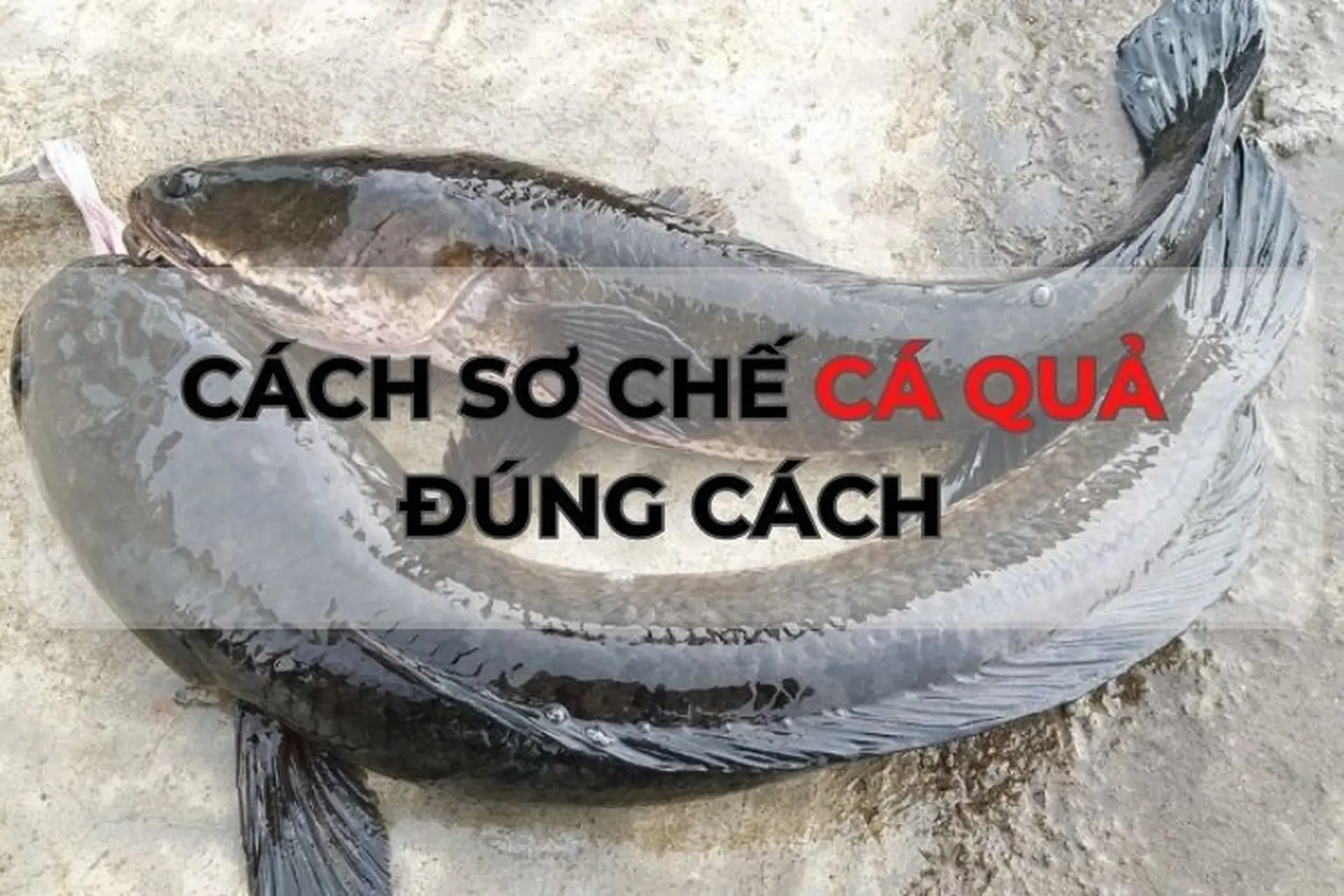 Bật mí cách sơ chế, làm sạch cá quả đơn giản, hiệu quả và nhanh chóng ngay tại nhà