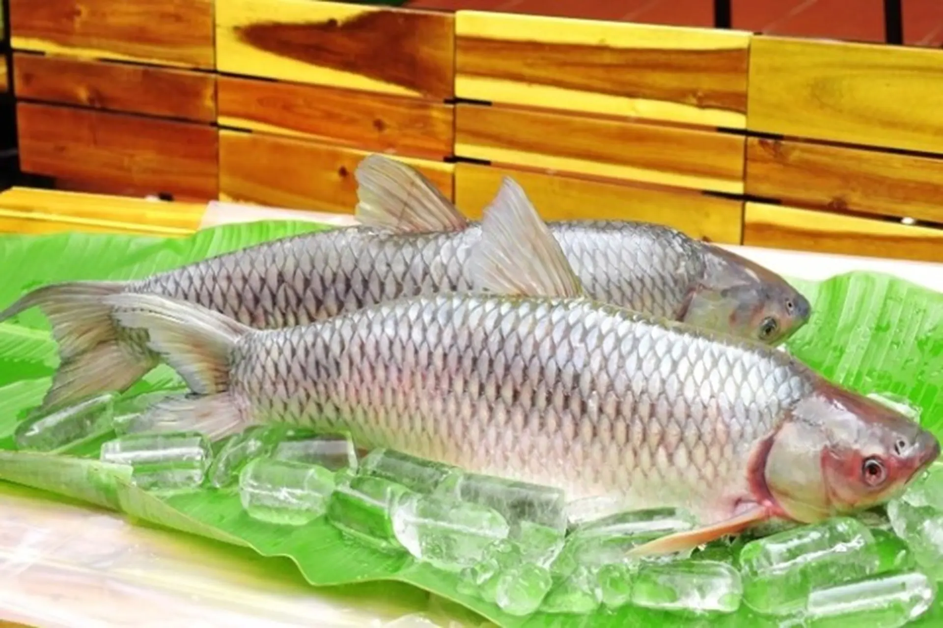 Cách phân biệt cá trắm cỏ và 5 món ăn ngon từ cá trắm cỏ đưa cơm, hấp dẫn cho gia đình