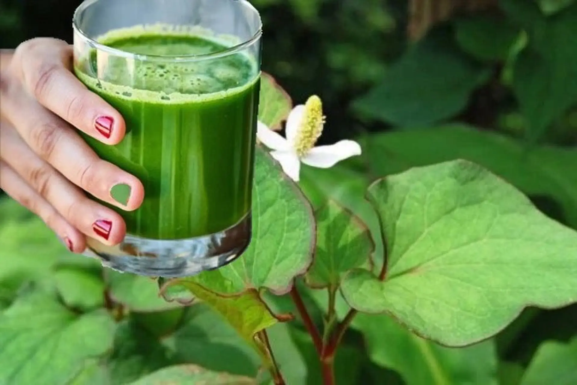 Mách bạn 2 công thức làm nước rau diếp cá cực kỳ healthy và hấp dẫn, ai uống cũng thích mê