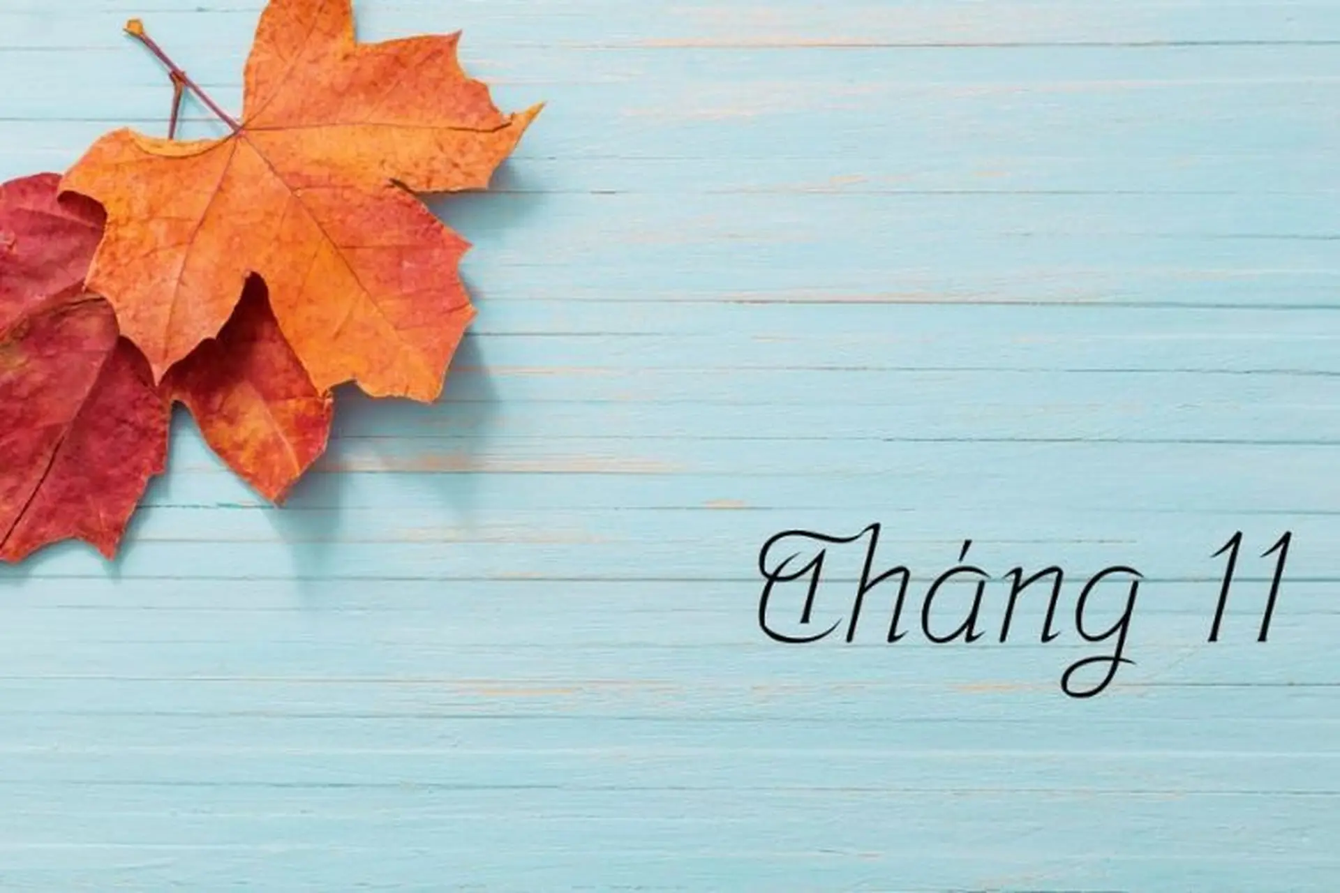 Tổng quan về lịch âm tháng 11 2024. Ngày nào tốt để nhập trạch, cưới hỏi, xuất hành và mua xe?