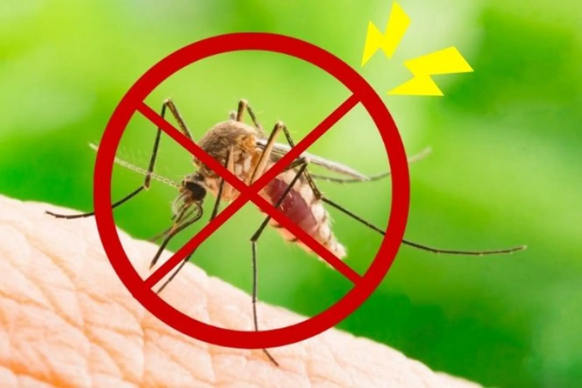 9 cách diệt muỗi tận gốc không cần sử dụng hóa chất độc hại