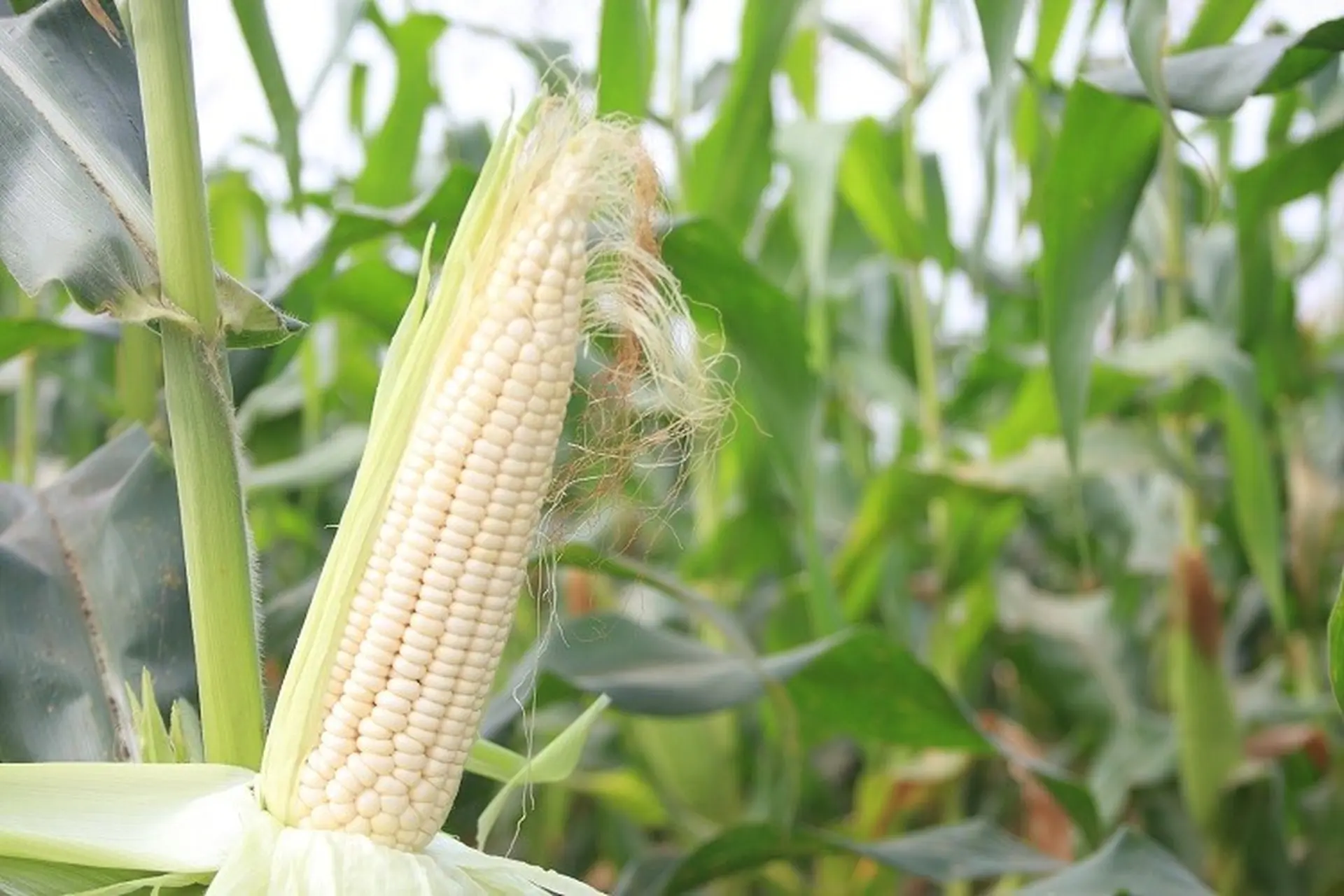 Một trái bắp nếp bao nhiêu calo? Ăn ngô nếp có mập không? Cách ăn ngô nếp không tăng cân