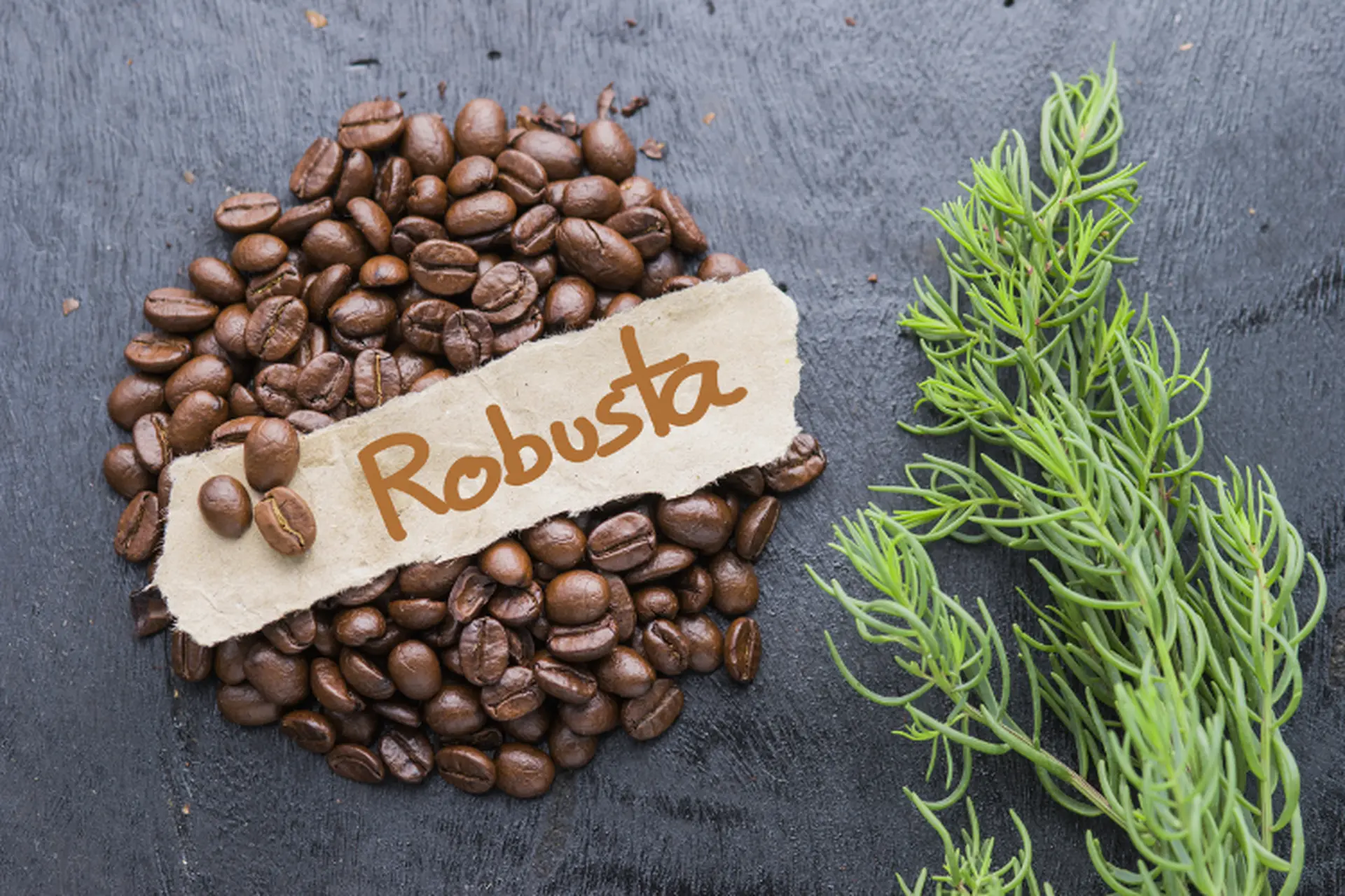 Cà phê Robusta: Khám phá hương vị mạnh mẽ, đậm đà của những hạt cà phê đặc biệt 