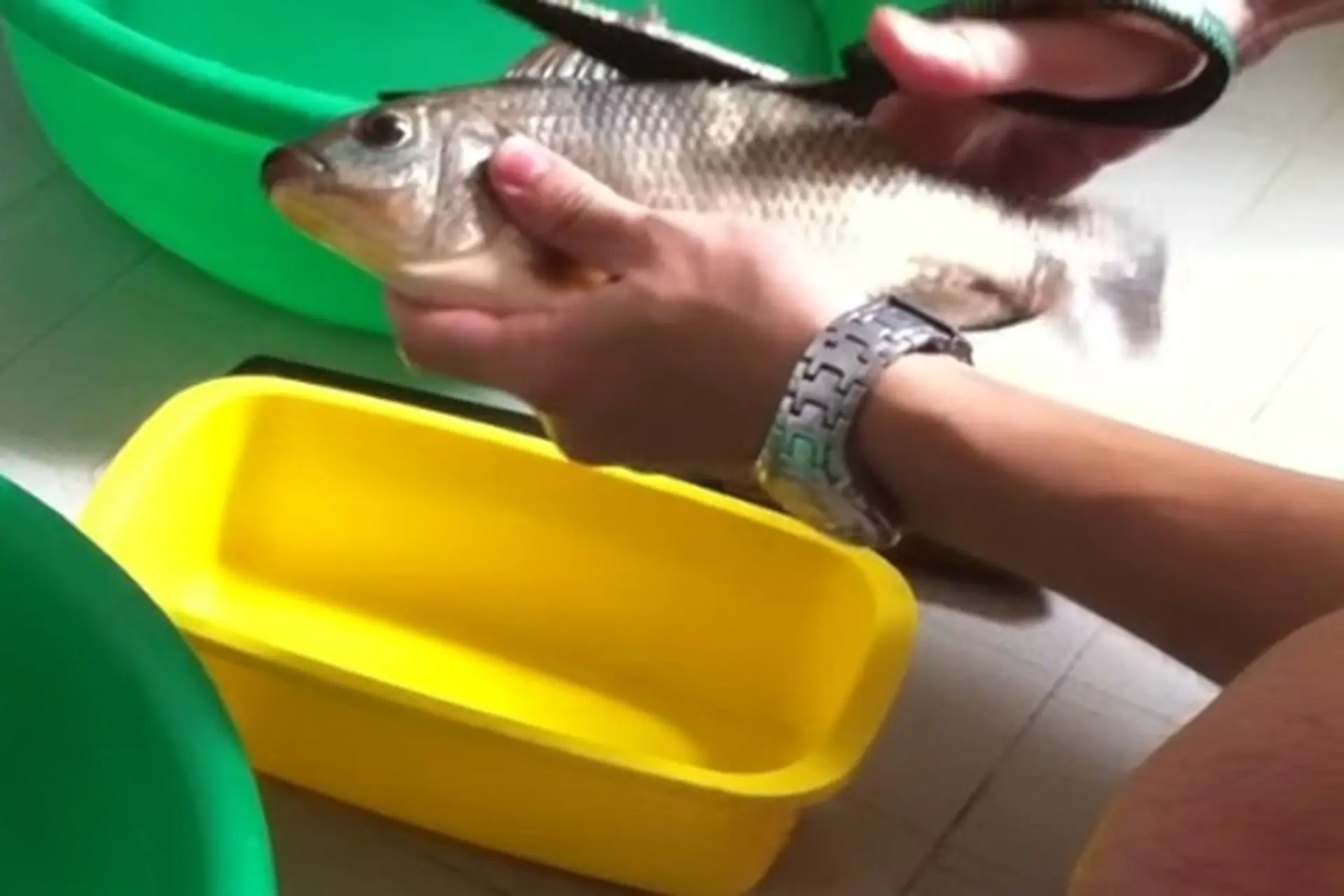 Hướng dẫn bạn cách rút xương cá rô nhanh chóng sạch xương, chế biến được nhiều món ăn ngon