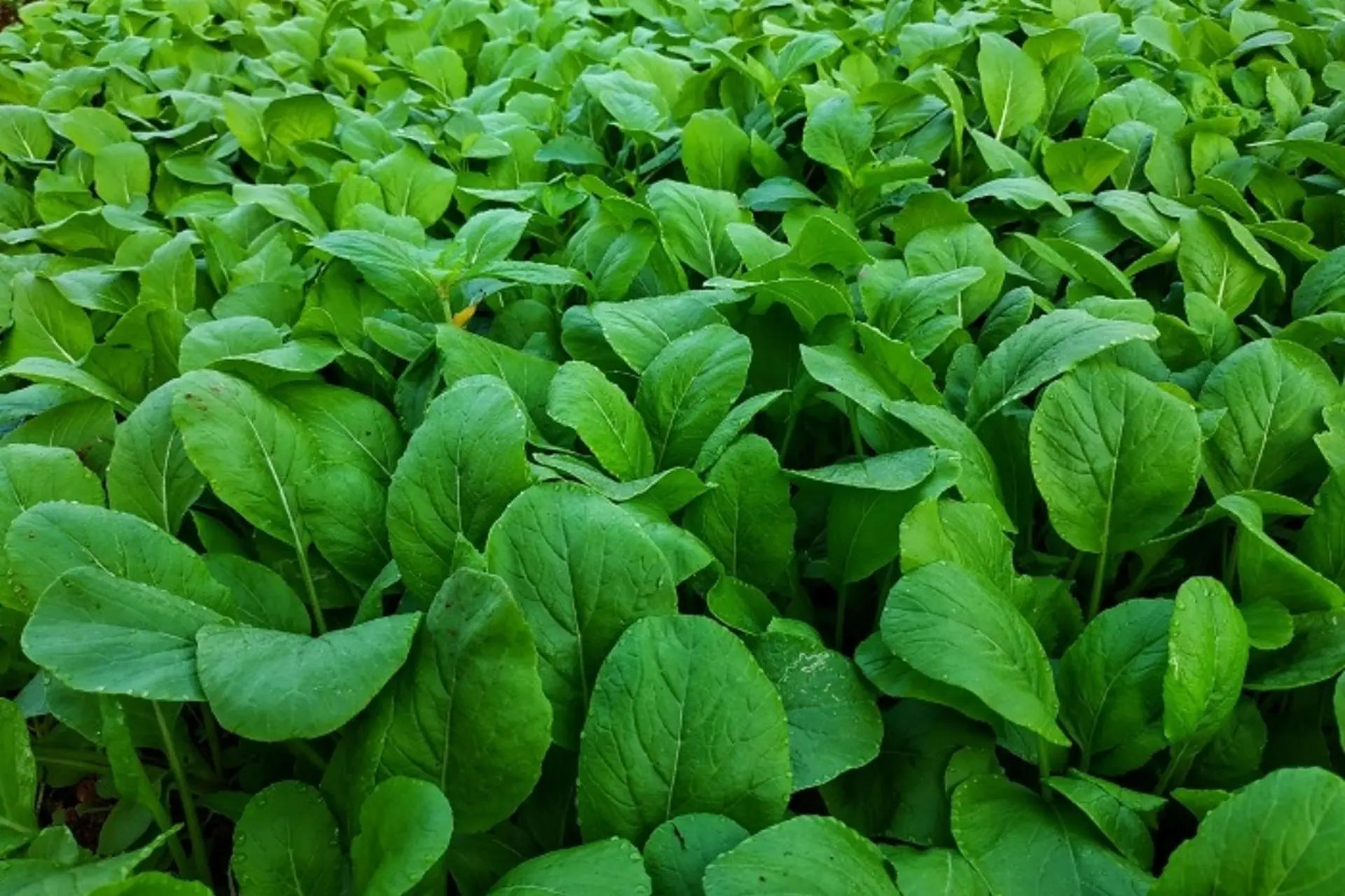 Cách nhặt rau cải ngọt nhanh gọn, đúng cách cho món ăn ngon