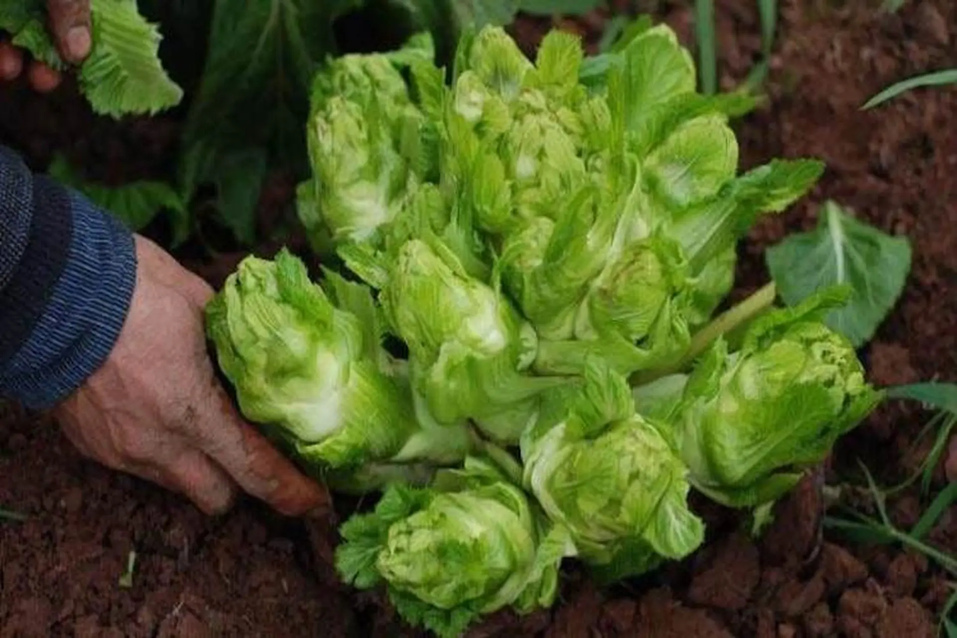 Rau mầm đá là gì? Nấu món gì ngon và cách chọn mua rau mầm đá tươi mà ít người biết