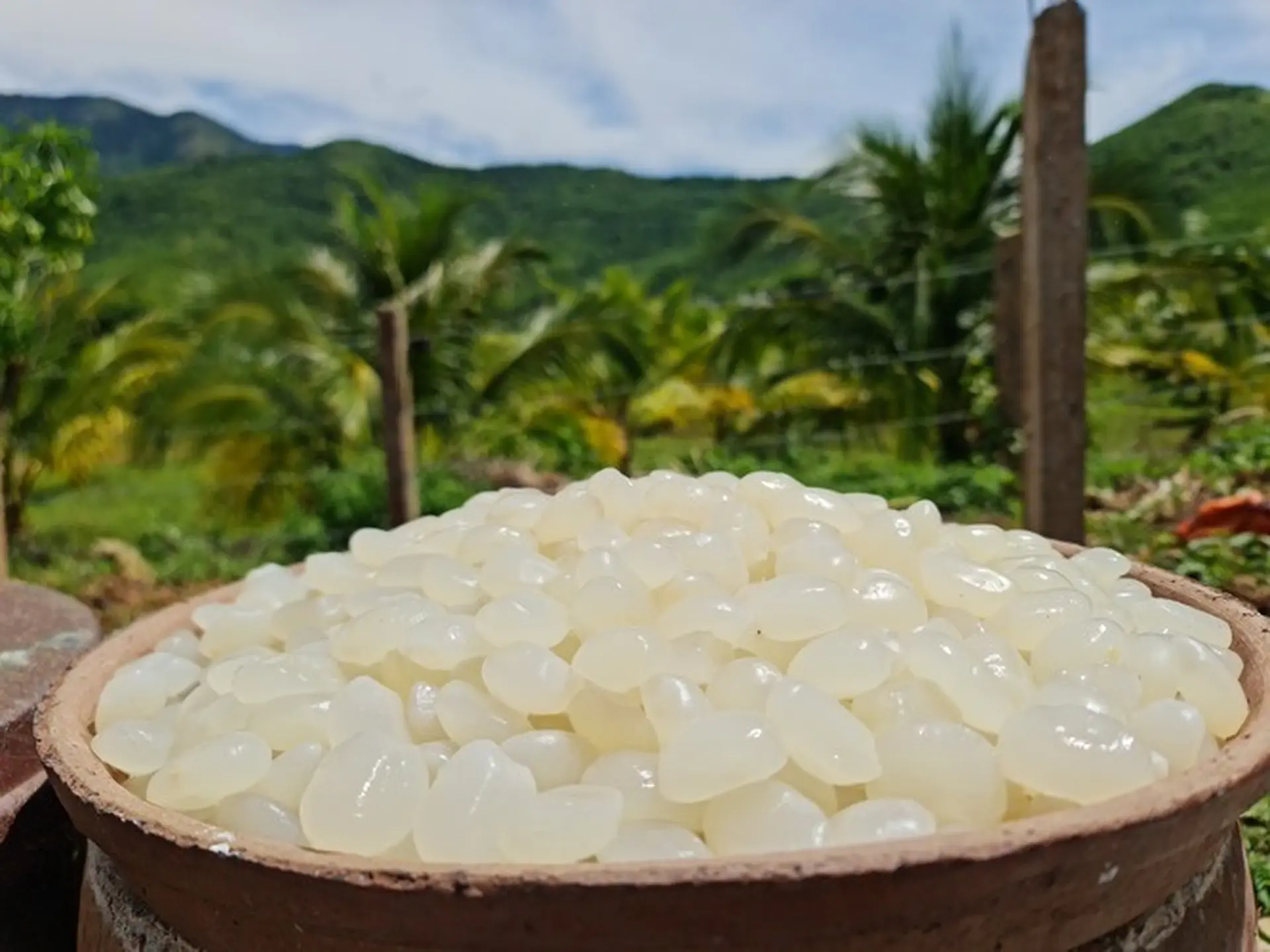 Hạt đác là gì? 7 lợi ích sức khỏe mà hạt đác mang lại mà bạn nên biết