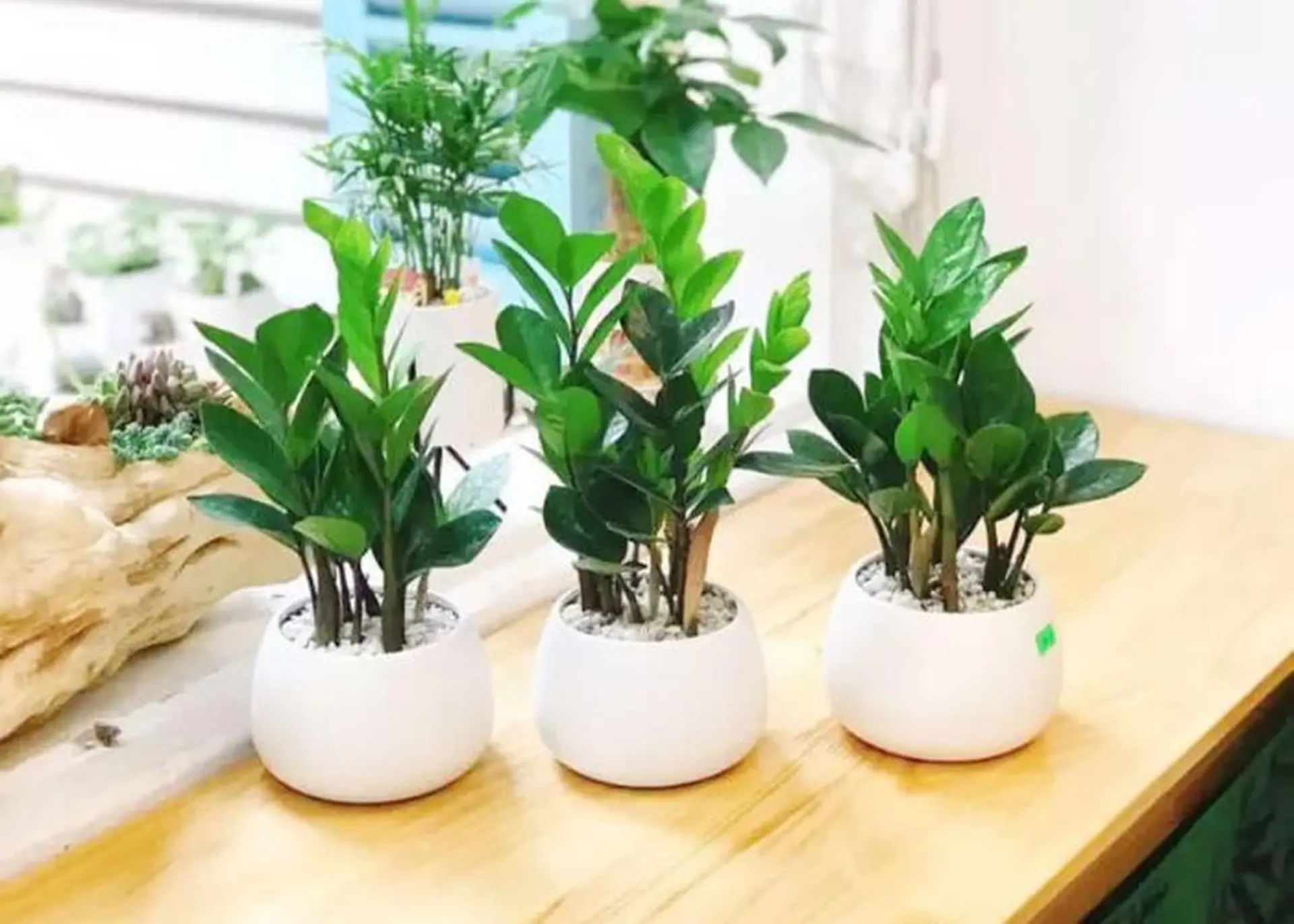 2026 nên trồng cây gì? Gợi ý cây phong thủy hút tài lộc, vượng khí và dễ chăm sóc nhất