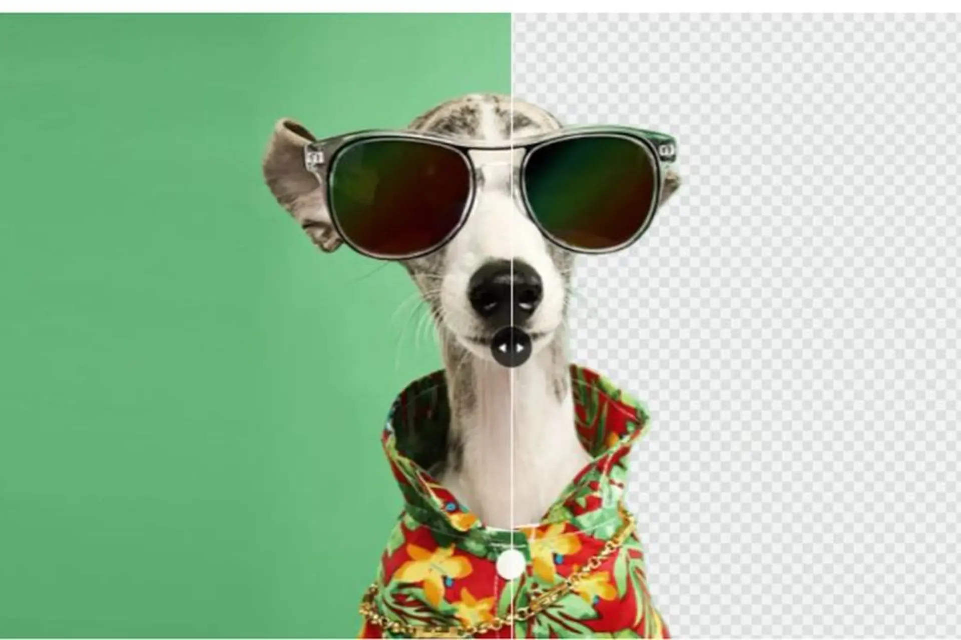 Khám phá Adobe Background Remover: Công cụ tiên phong giúp biến ảnh của bạn thành kiệt tác