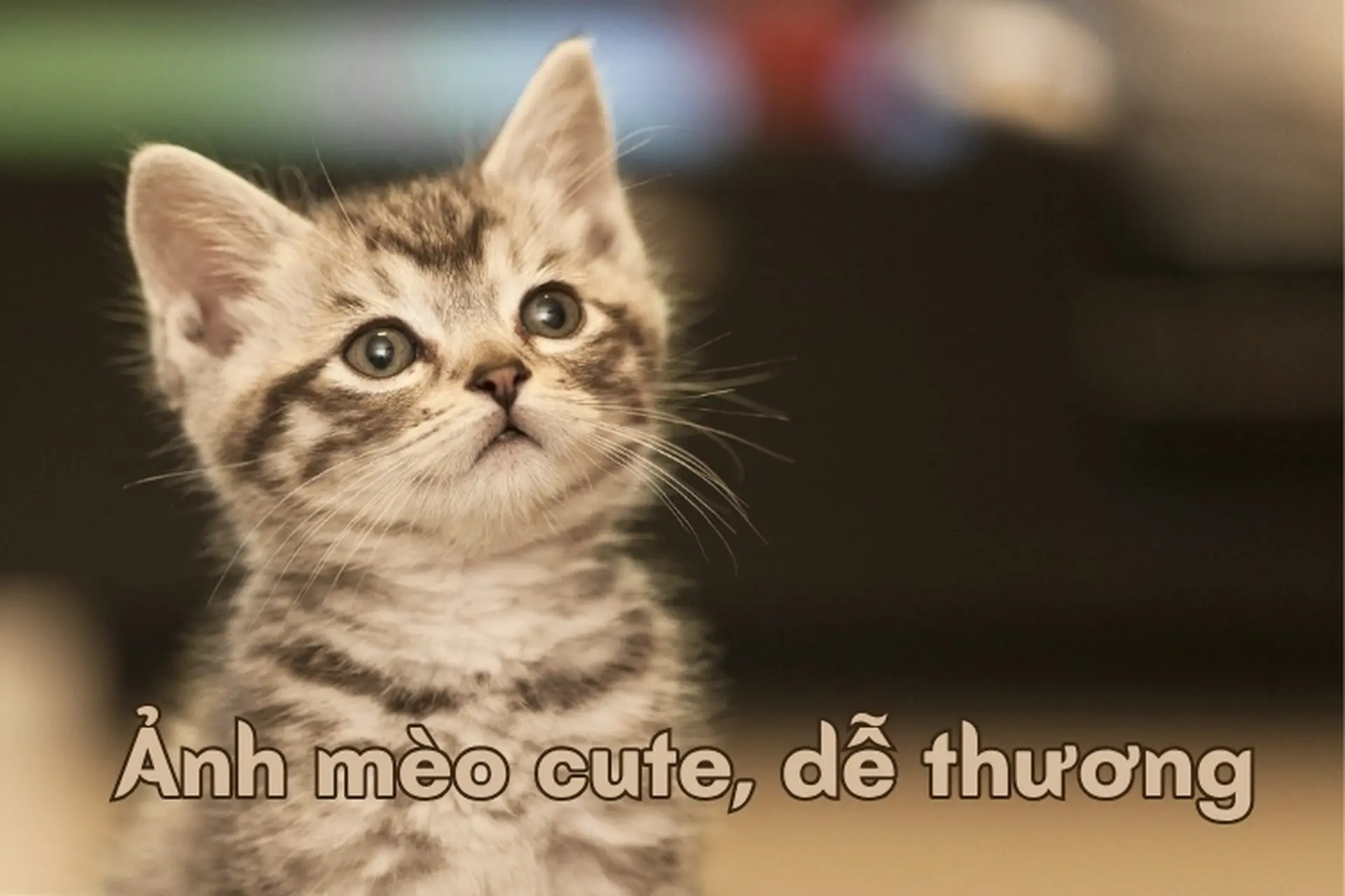 Kho ảnh mèo cute, dễ thương, hài hước để làm avatar hay làm hình nền điện thoại, hình nền máy tính
