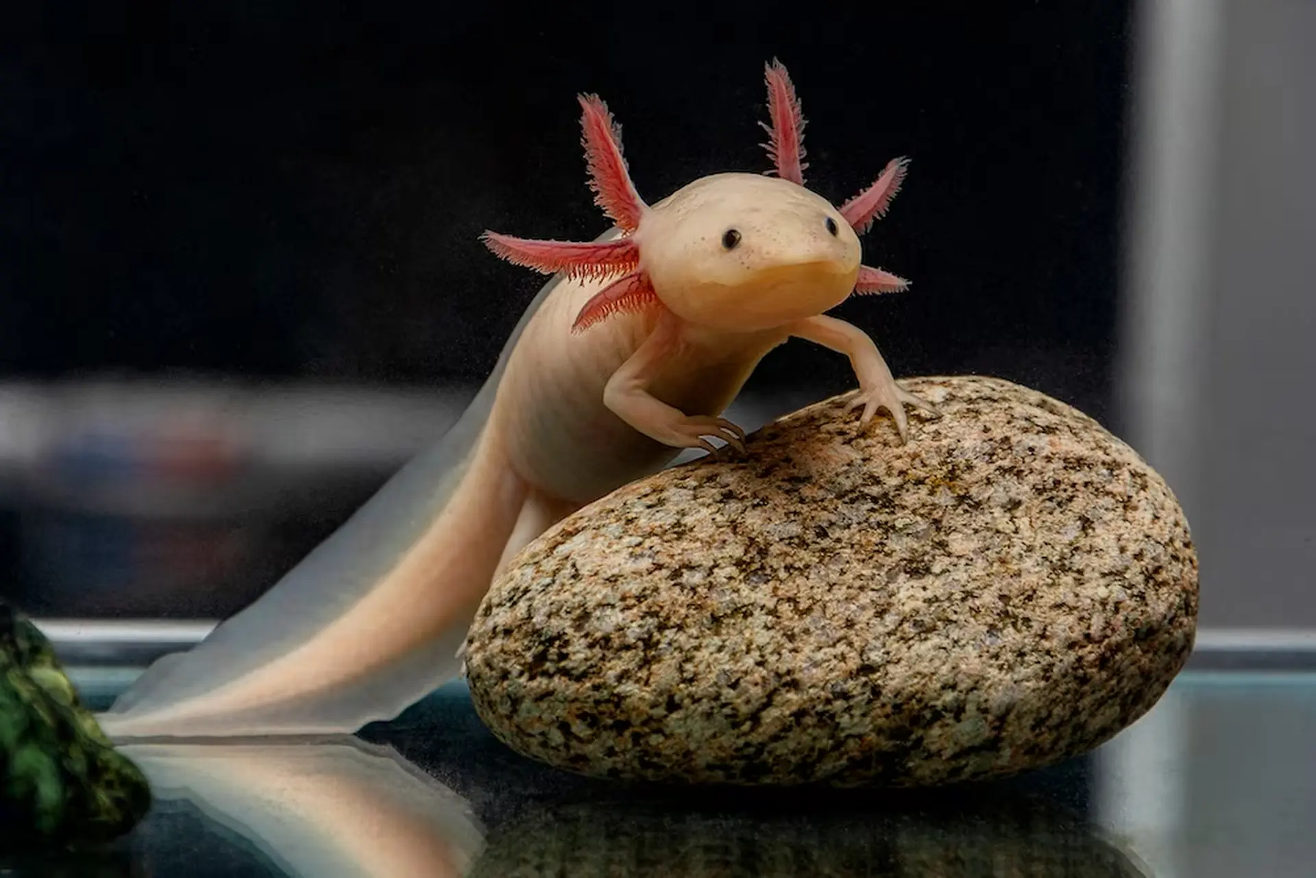 Axolotl là gì? Vì sao loài vật đáng yêu “độc lạ” này đang ngày càng nổi tiếng trên Internet?