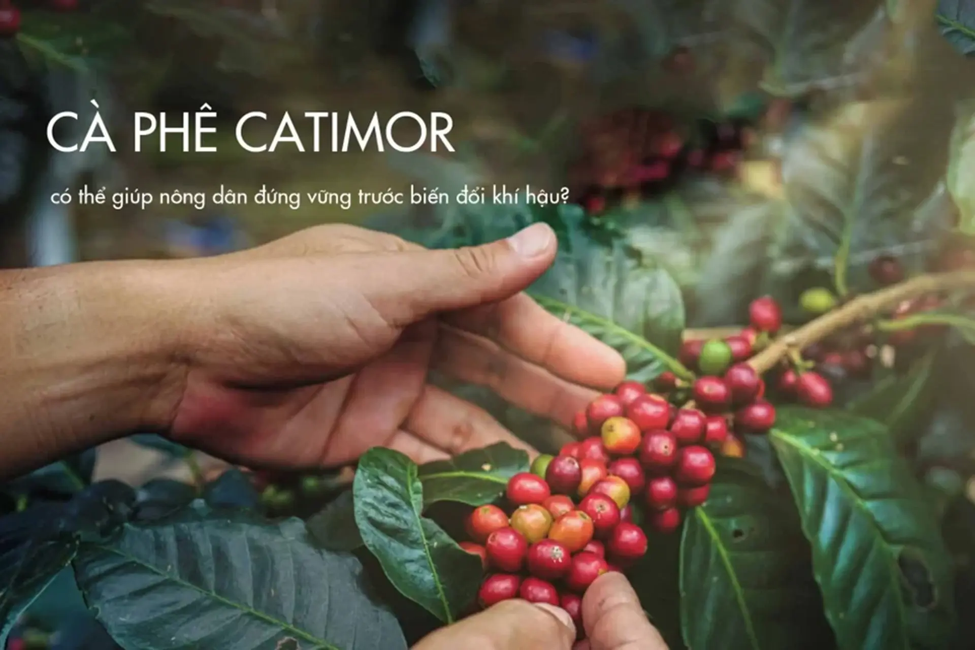 Cà phê Catimor - Giống cà phê lai tạo đặc biệt với hương vị quyến rũ và năng suất cao