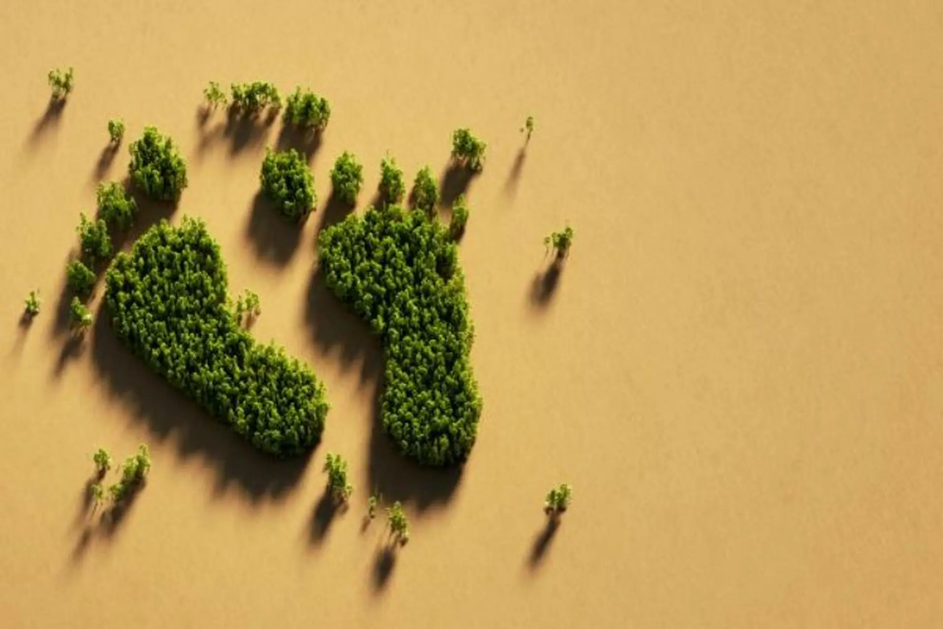 Carbon Footprint là gì? Tìm hiểu tác động của Carbon Footprint và phương pháp giảm thiểu
