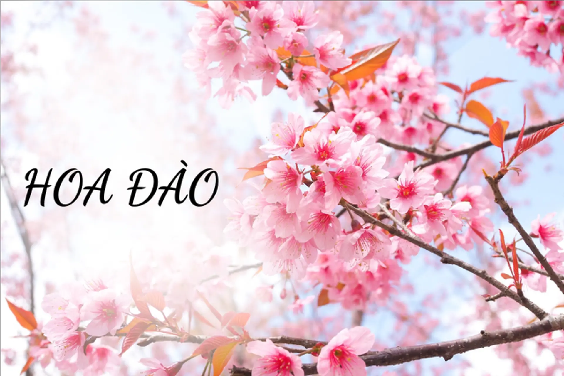 Hoa đào trong ngày Tết cổ truyền: Vì sao luôn được yêu thích và cách trưng bày đúng cách?