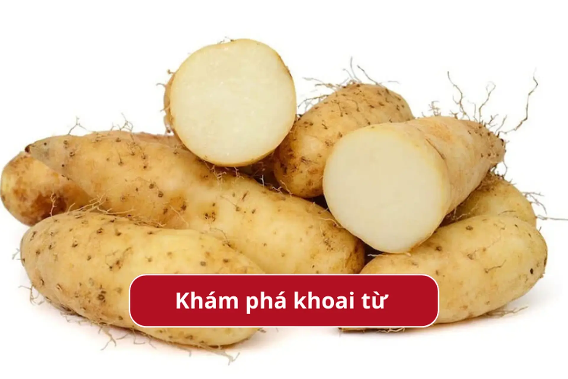 Khoai từ là khoai gì? Khám phá giá trị dinh dưỡng và công dụng của khoai từ