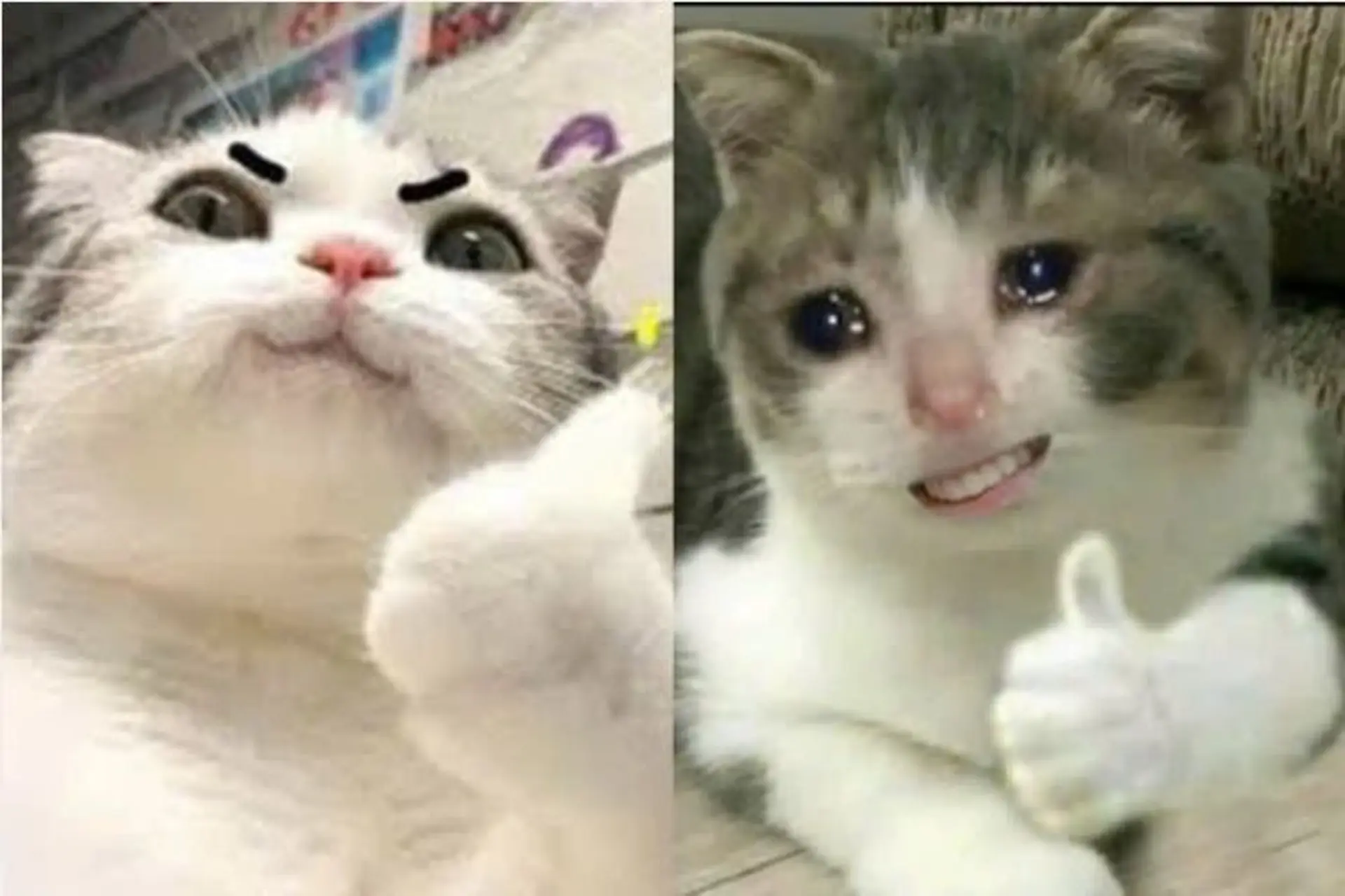 Cười vỡ bụng với bộ sưu tập meme giơ tay siêu hài hước: Bạn đã xem hết chưa?