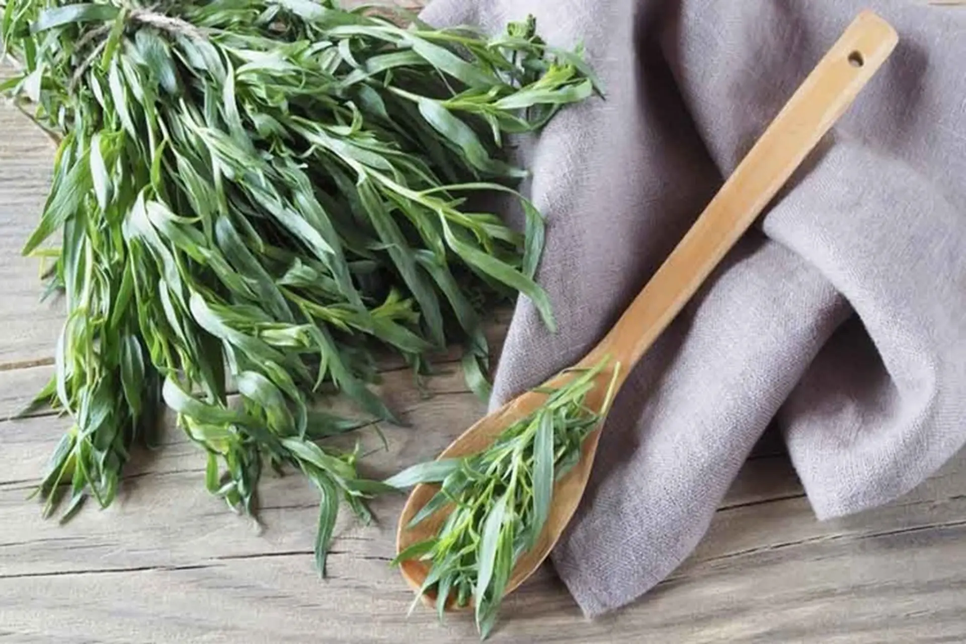 Tarragon là gì? Thành phần dinh dưỡng và công dụng của Tarragon mà ít người biết đến 