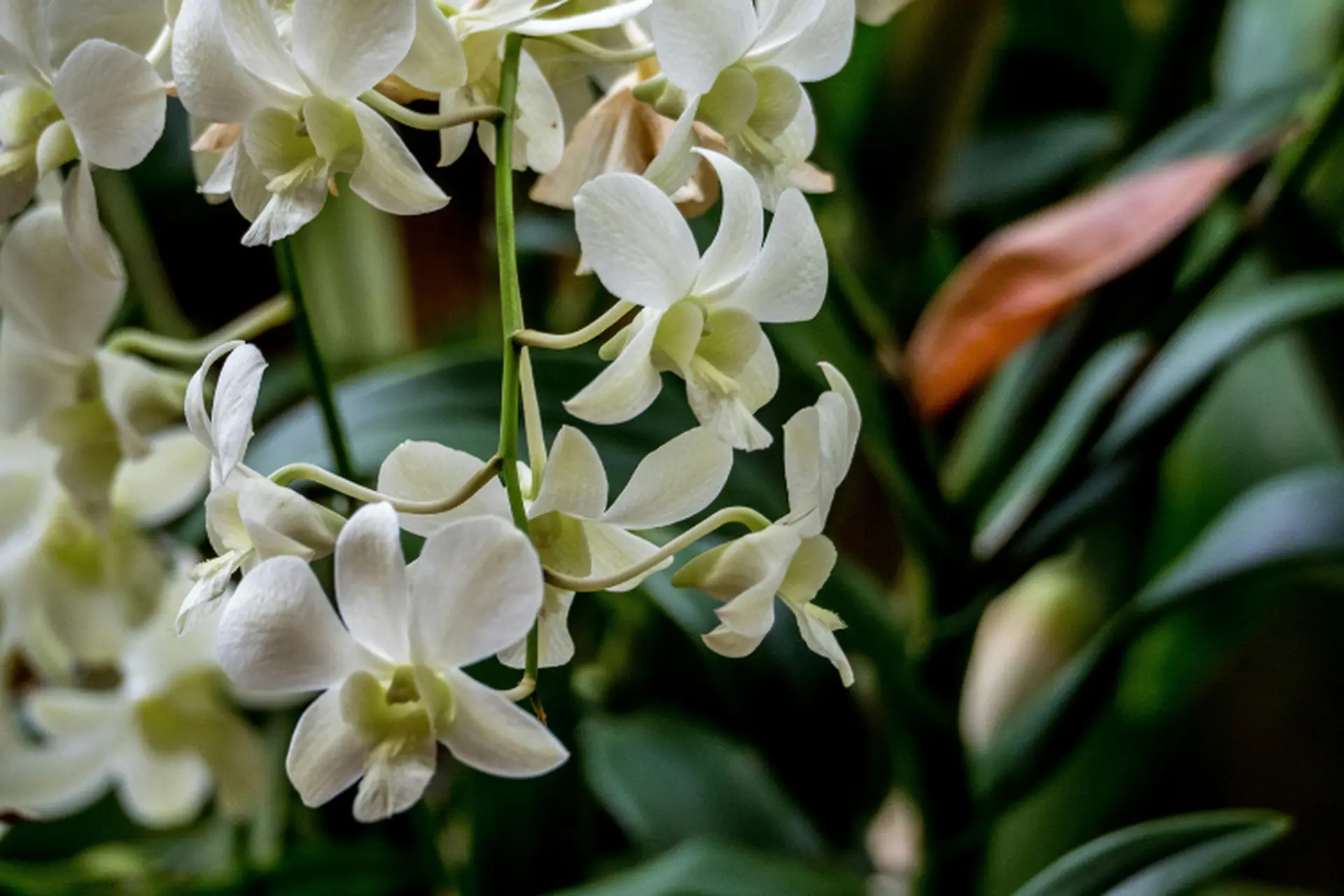 Hoa lan: Ý nghĩa phong thủy, các loài hoa lan đẹp, đặc điểm và cách chăm sóc từ A - Z