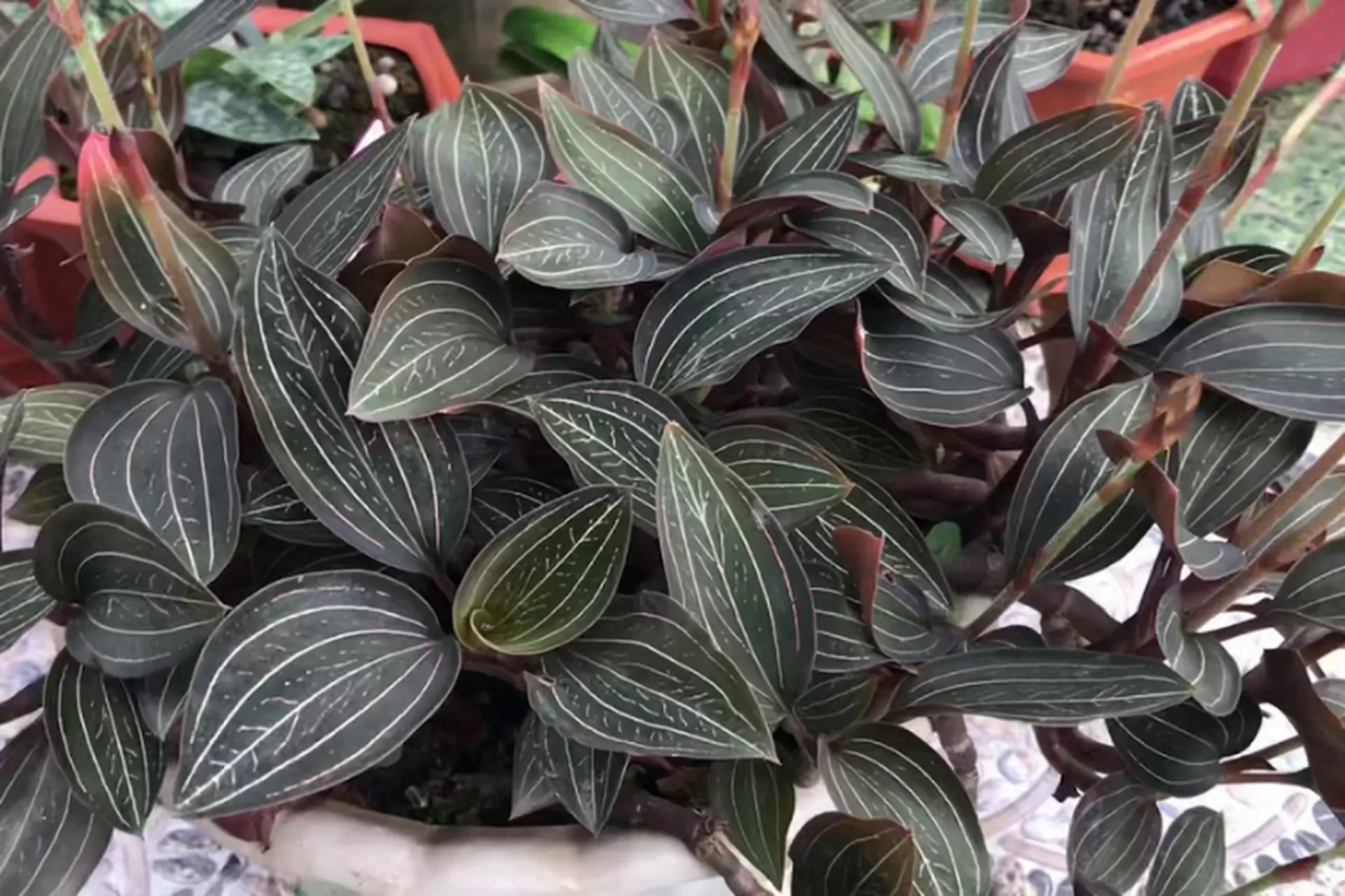 Lan Kim Tuyến: Đặc điểm, công dụng và kỹ thuật trồng "siêu thảo dược" quý như kim cương