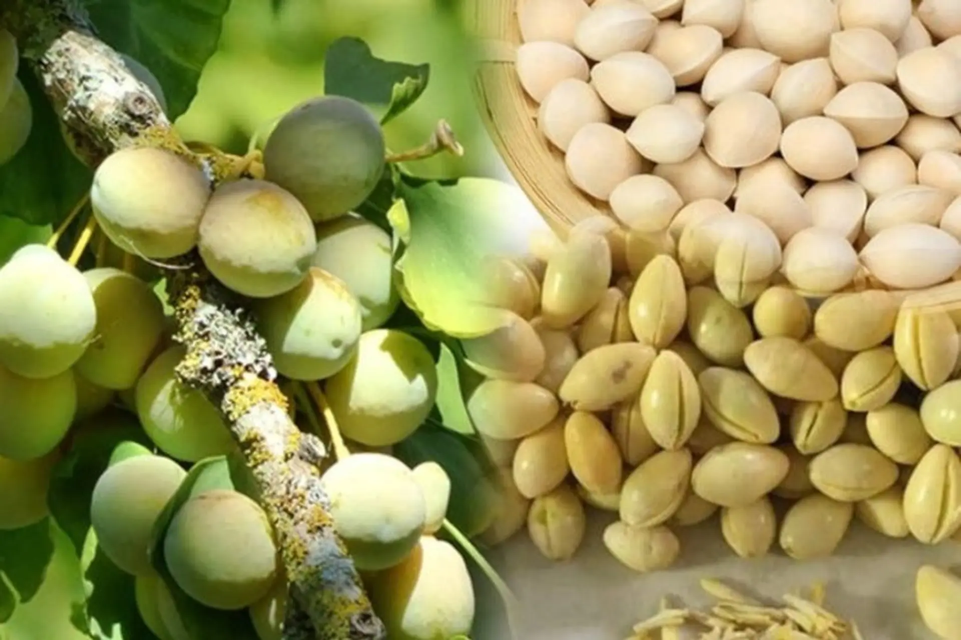 Công dụng của bạch quả là gì? Bật mí những món ăn giàu dinh dưỡng từ bạch quả