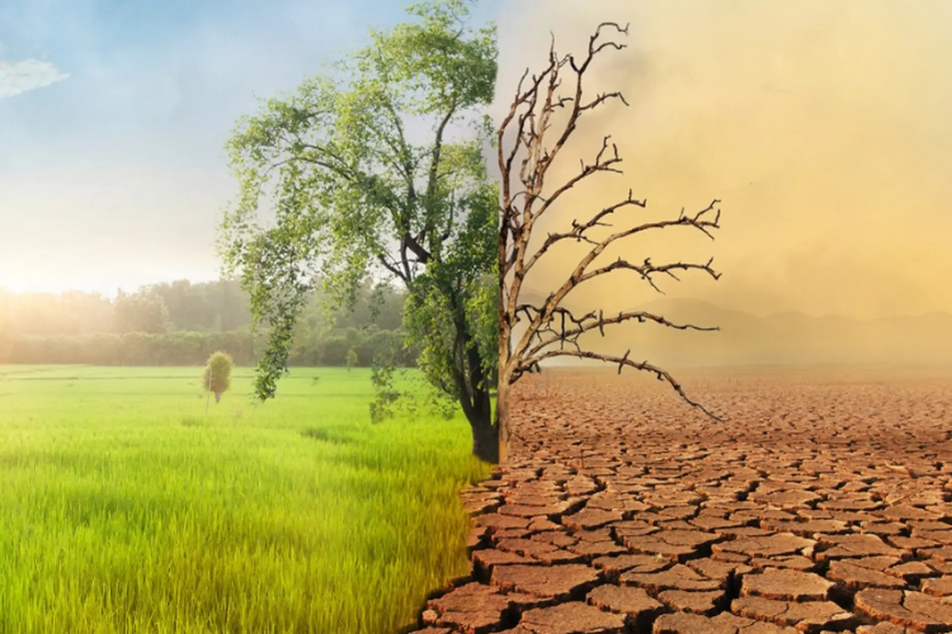 Biến đổi khí hậu là gì? Tìm hiểu nguyên nhân, hậu quả và giải pháp bảo vệ hành tinh xanh