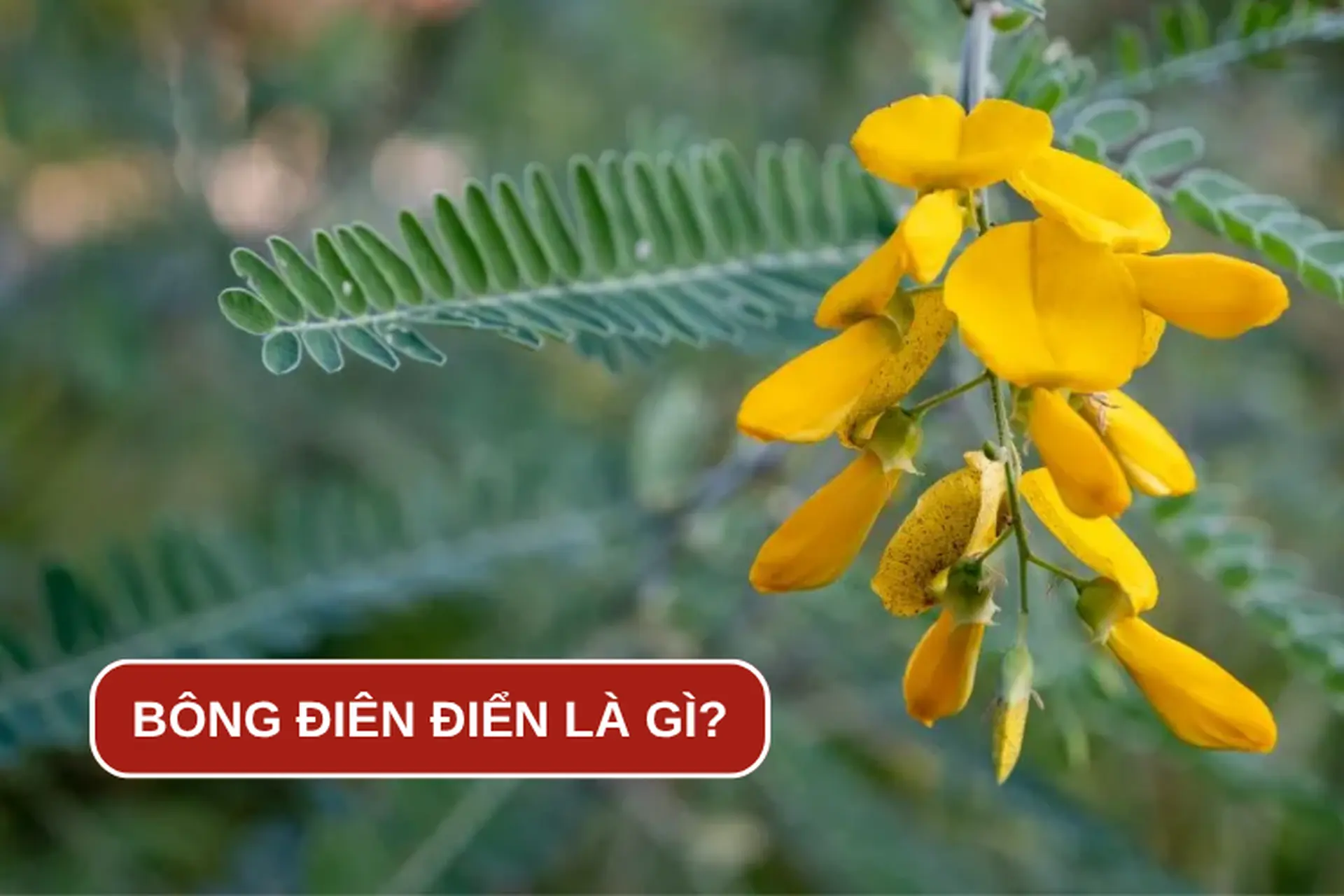 Giải đáp: Bông điên điển là gì? Đặc điểm và 5 món ăn ngon chế biến từ bông điên điển 