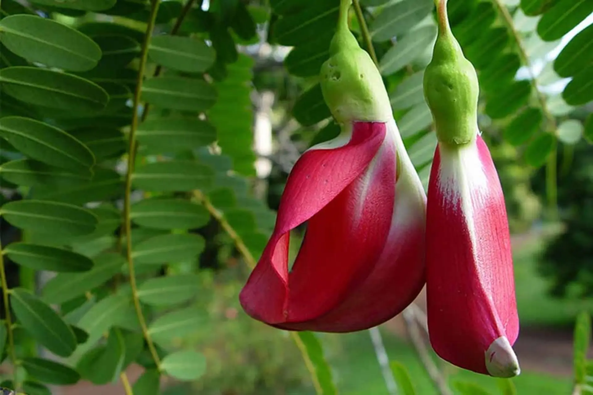 Bông so đũa là gì? Thành phần dinh dưỡng như thế nào và các món ngon từ bông so đũa