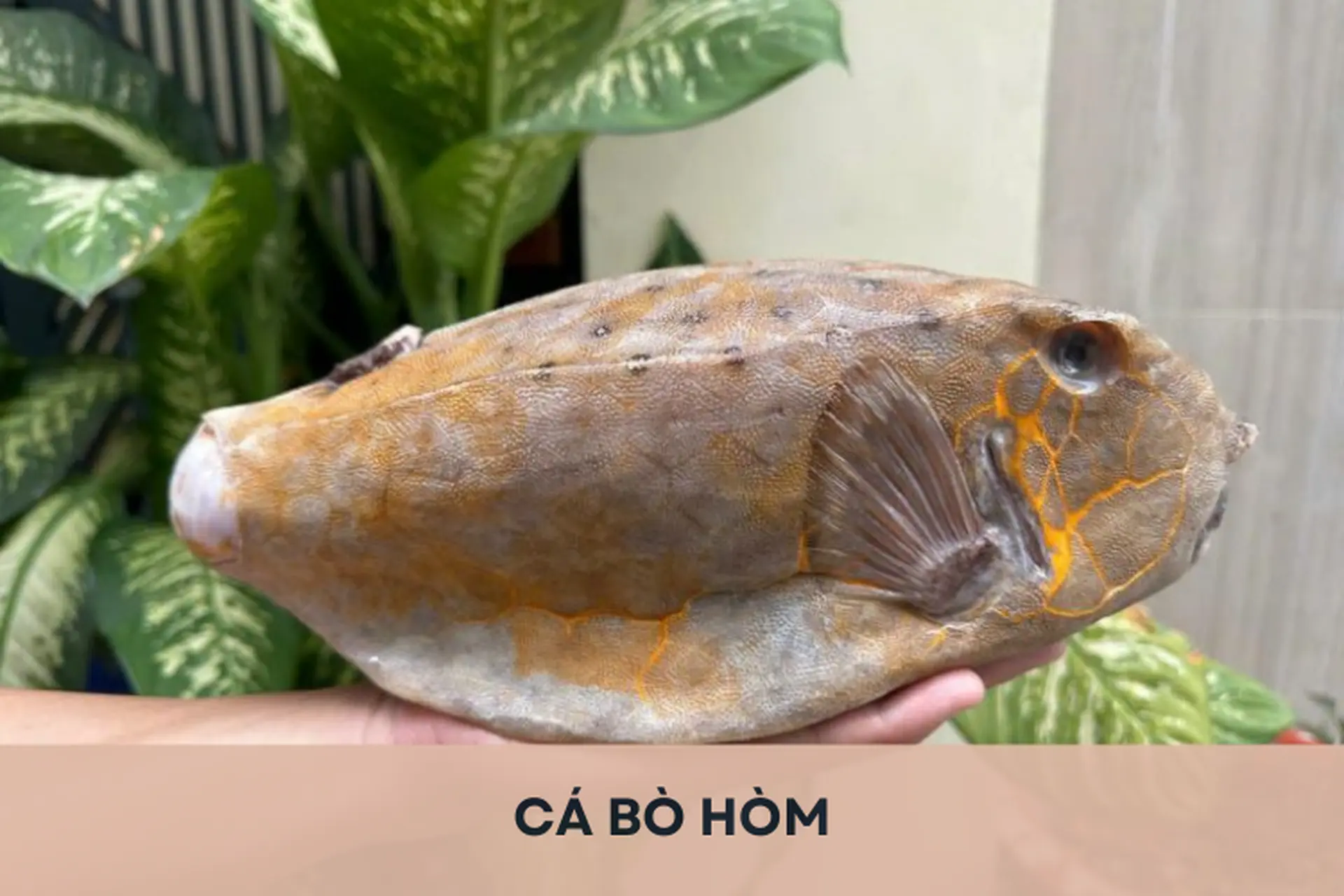 Tìm hiểu cá bò hòm là cá gì? Đặc điểm, cách nhận biết và những món ngon chế biến từ cá bò hòm
