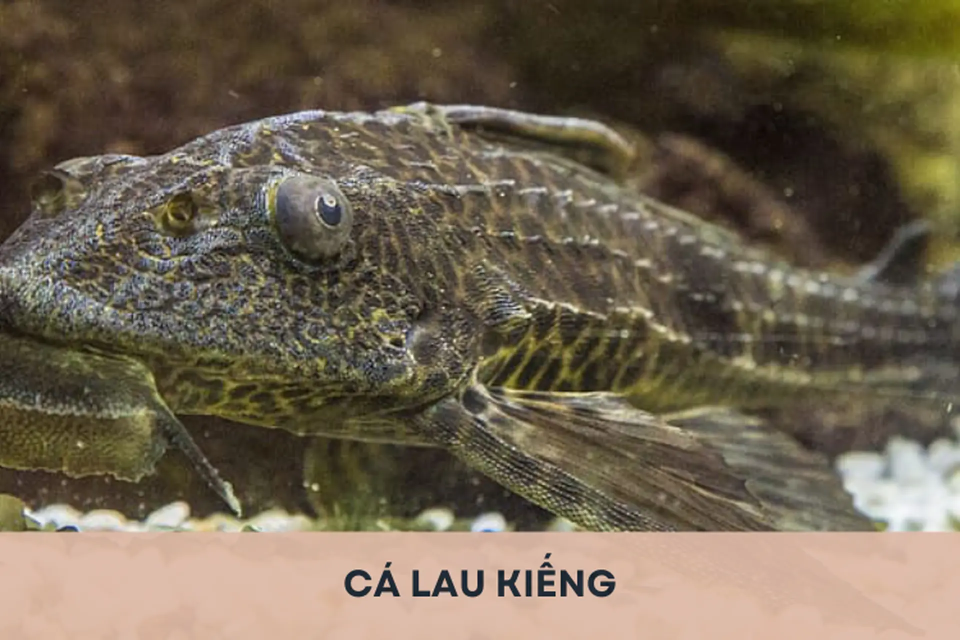 Góc thắc mắc: Cá lau kiếng là cá gì? Có ăn được không? Tìm hiểu chi tiết về loại cá thú vị này