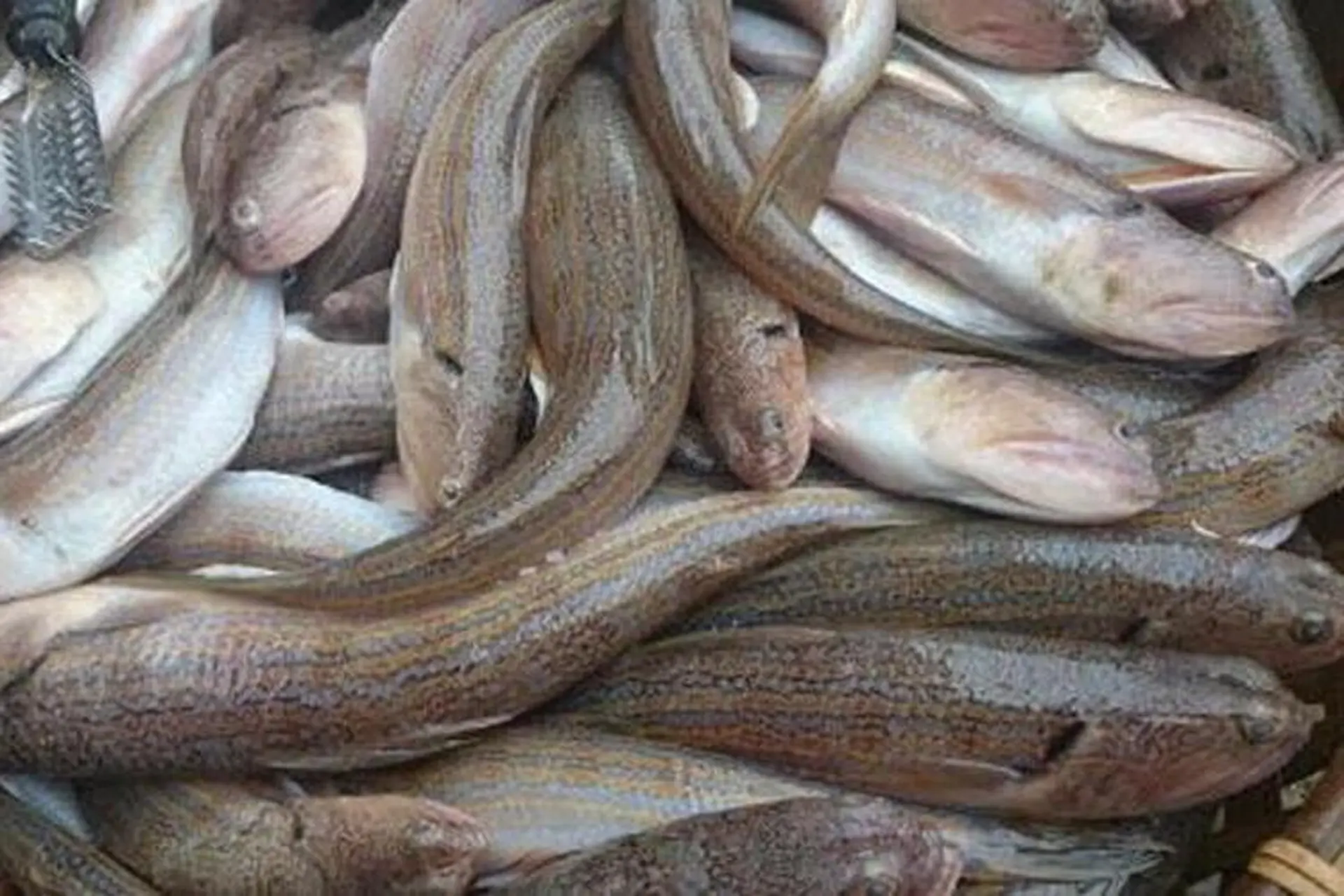 Cá thuẫn là loài cá gì? Gợi ý các món ăn giàu dinh dưỡng, thơm ngon từ cá thuẫn