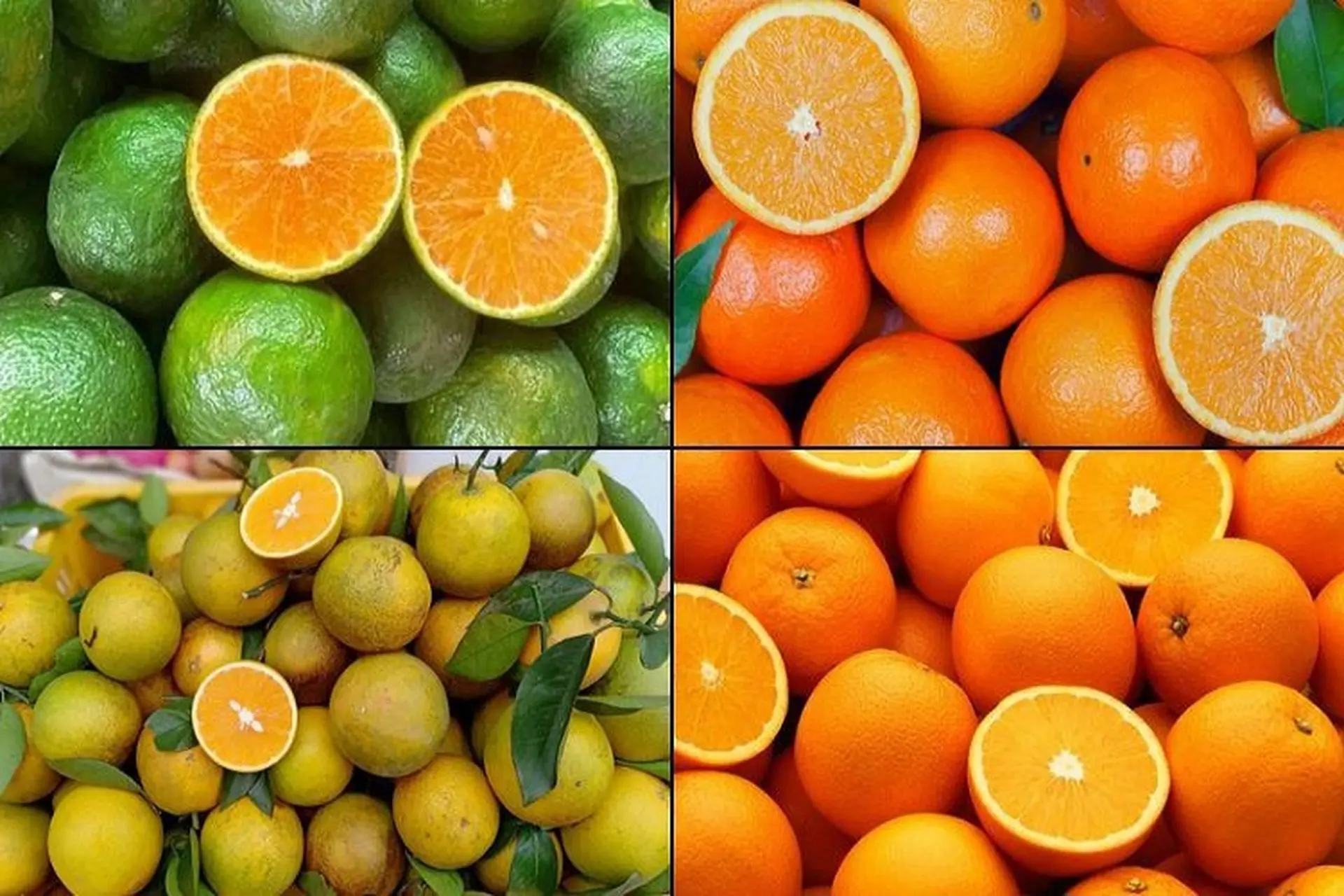 Tổng hợp các loại cam ngon ngọt tại Việt Nam, ăn một lần là nhớ mãi không quên