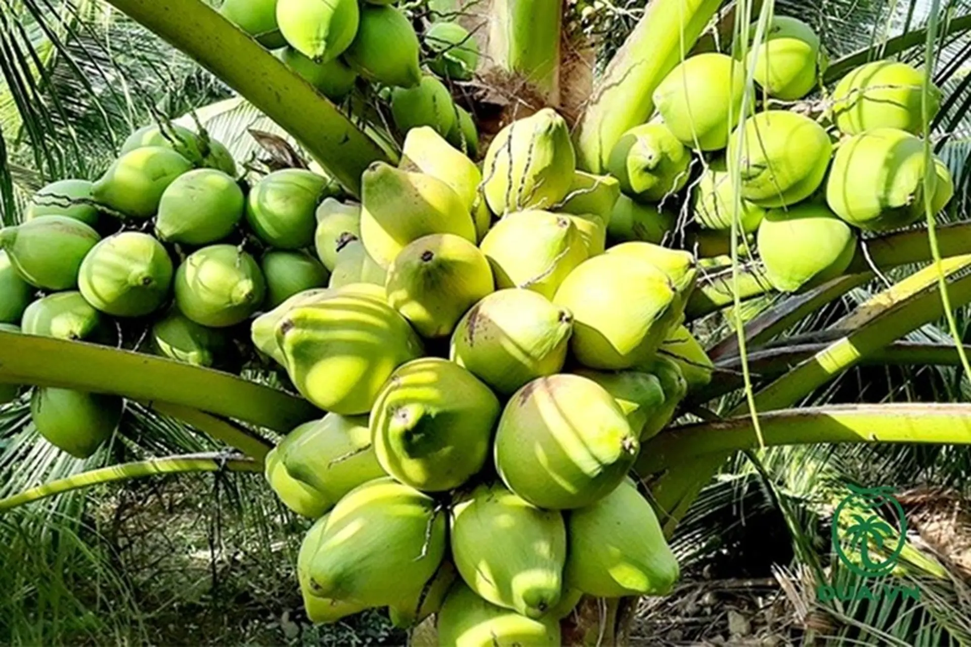 Tổng hợp nhanh c&aacute;c loại dừa phổ biến trồng tại Việt Nam