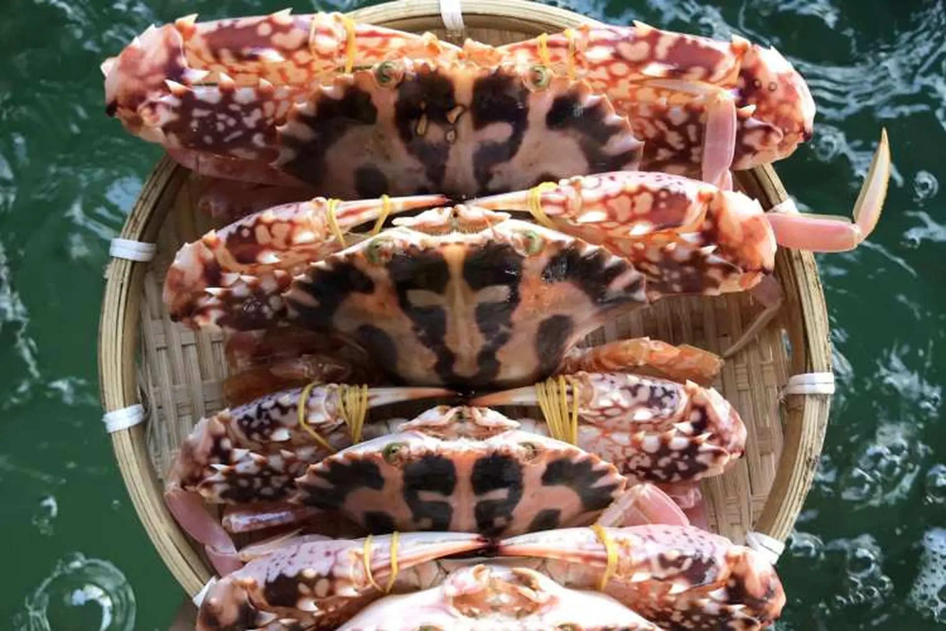 Khám phá các loại ghẹ phổ biến và bí quyết chọn mua ghẹ tươi ngon cho ai chưa biết