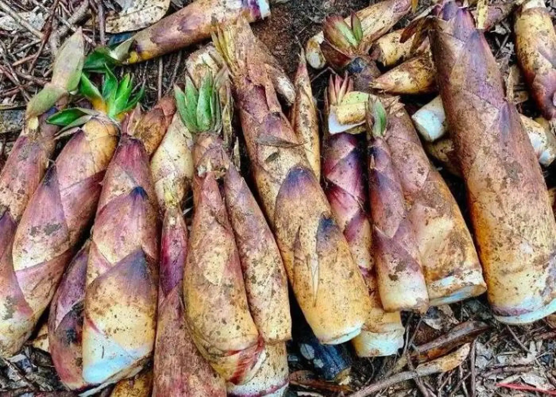 Tổng hợp các loại măng​ tươi, không có độc, có thể chế biến thành các món ăn ngon