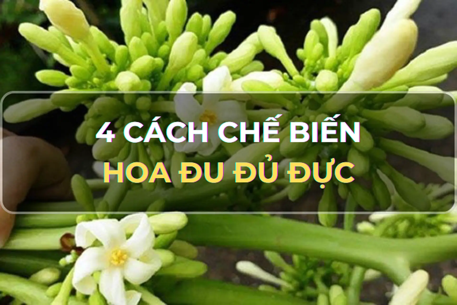 Mách bạn cách chế biến hoa đu đủ đực thành món ăn vừa tốt cho sức khỏe vừa “hao cơm” không thể bỏ qua